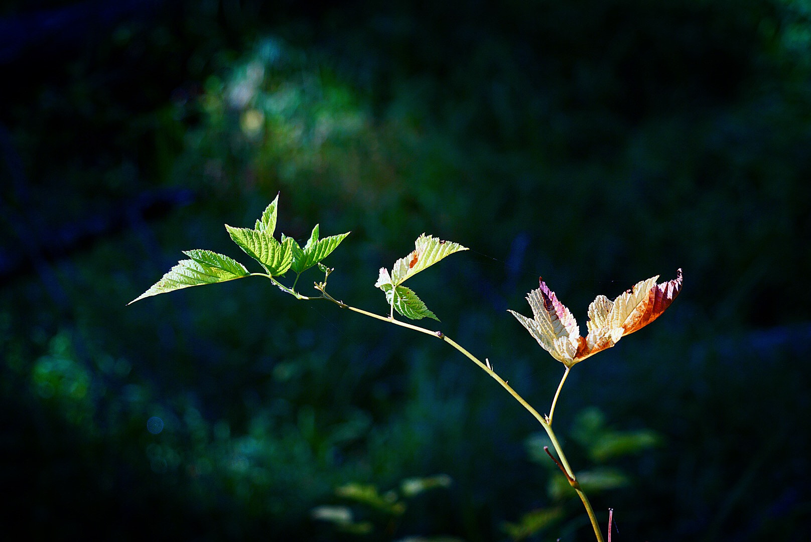 Sony FE 24-240mm F3.5-6.3 OSS sample photo. Focus on what's important photography