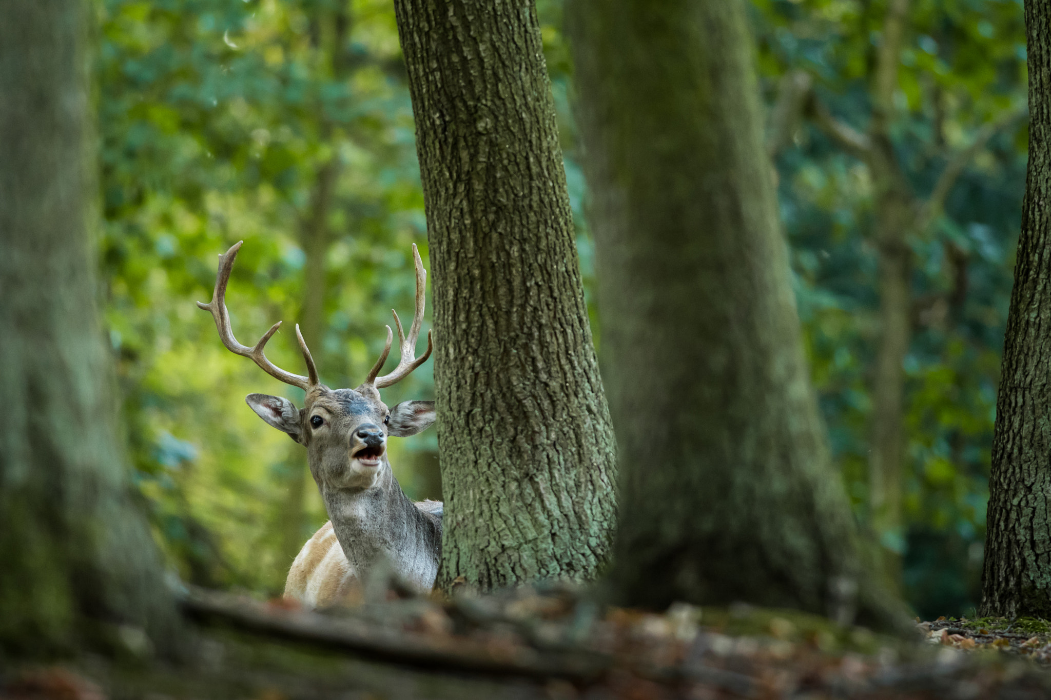 Nikon D500 + Nikon AF-S Nikkor 300mm F4D ED-IF sample photo. Huh...time for mating??! photography