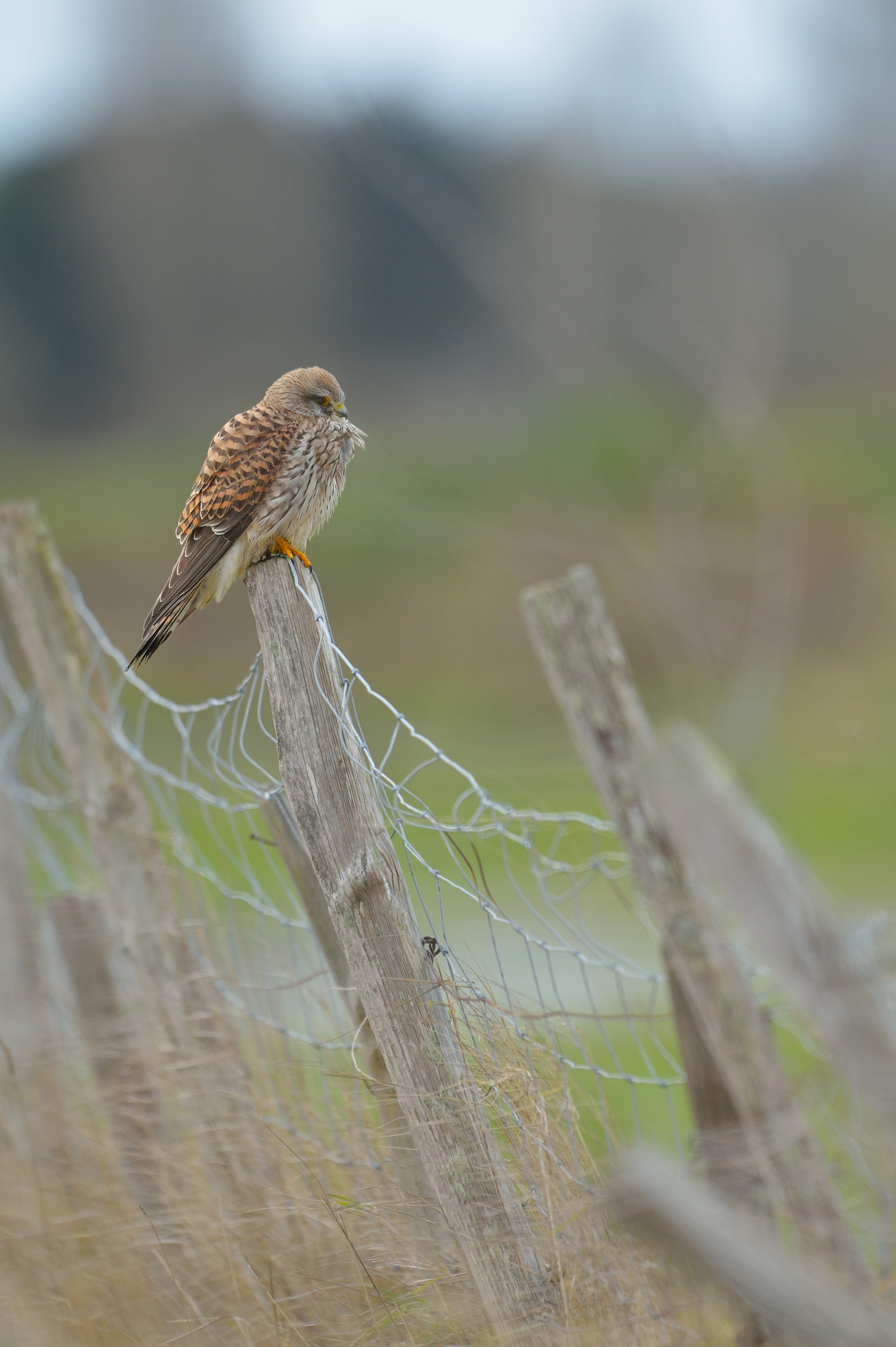 Nikon AF-S Nikkor 400mm F2.8G ED VR II sample photo. Faucon crécerelle - falco tinnunculus photography