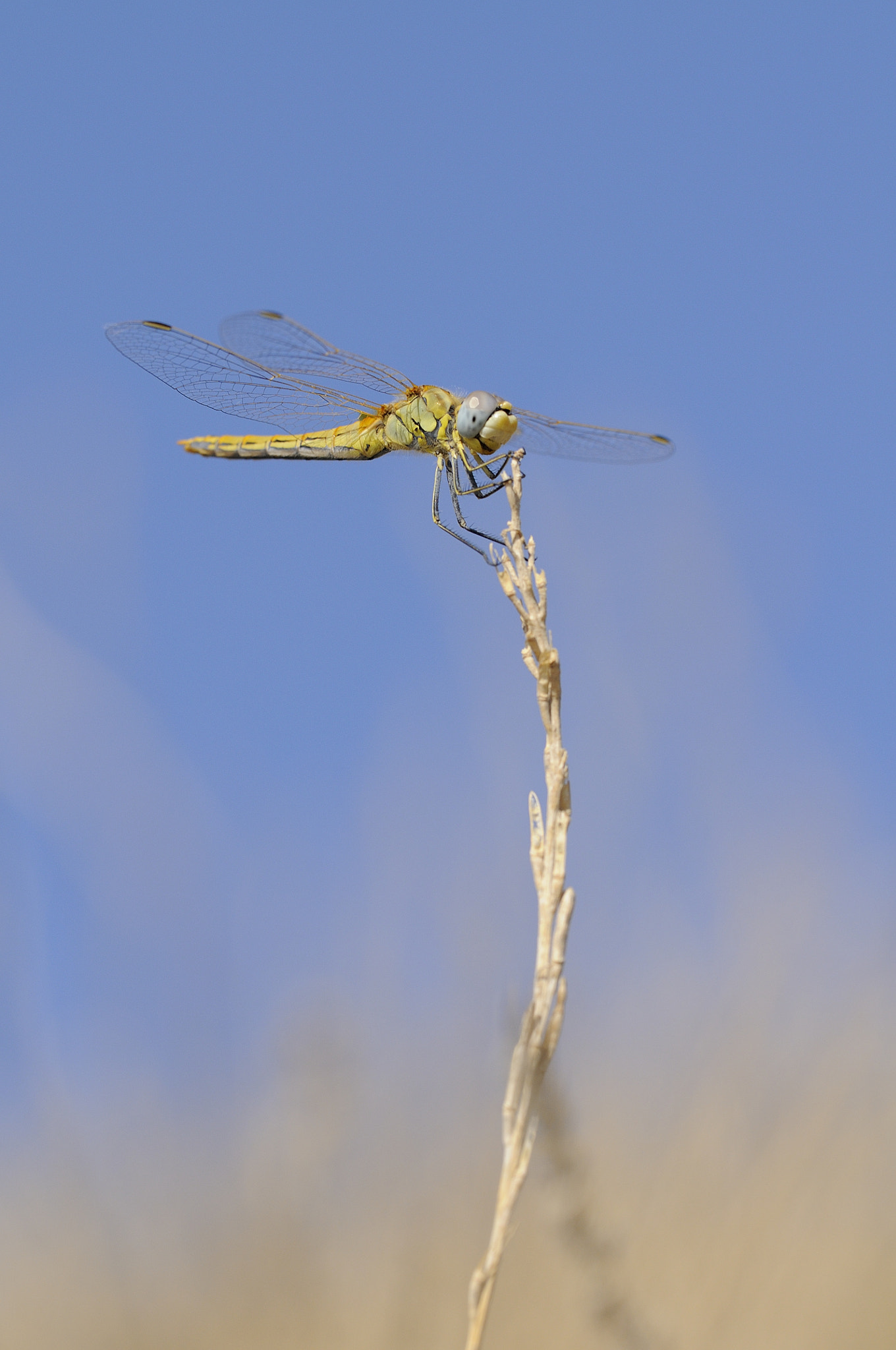 Sigma APO Macro 180mm F3.5 EX DG HSM sample photo. Against the wind photography