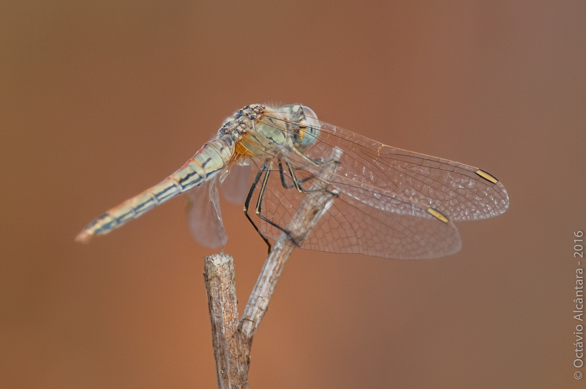 Nikon AF-S Nikkor 300mm F2.8G ED VR II sample photo. Oliv ii photography