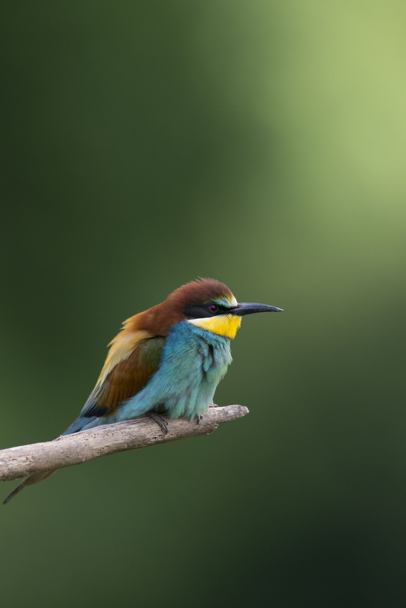 Nikon AF-S Nikkor 400mm F2.8G ED VR II sample photo. Guêpier d'europe - merops apiaster photography