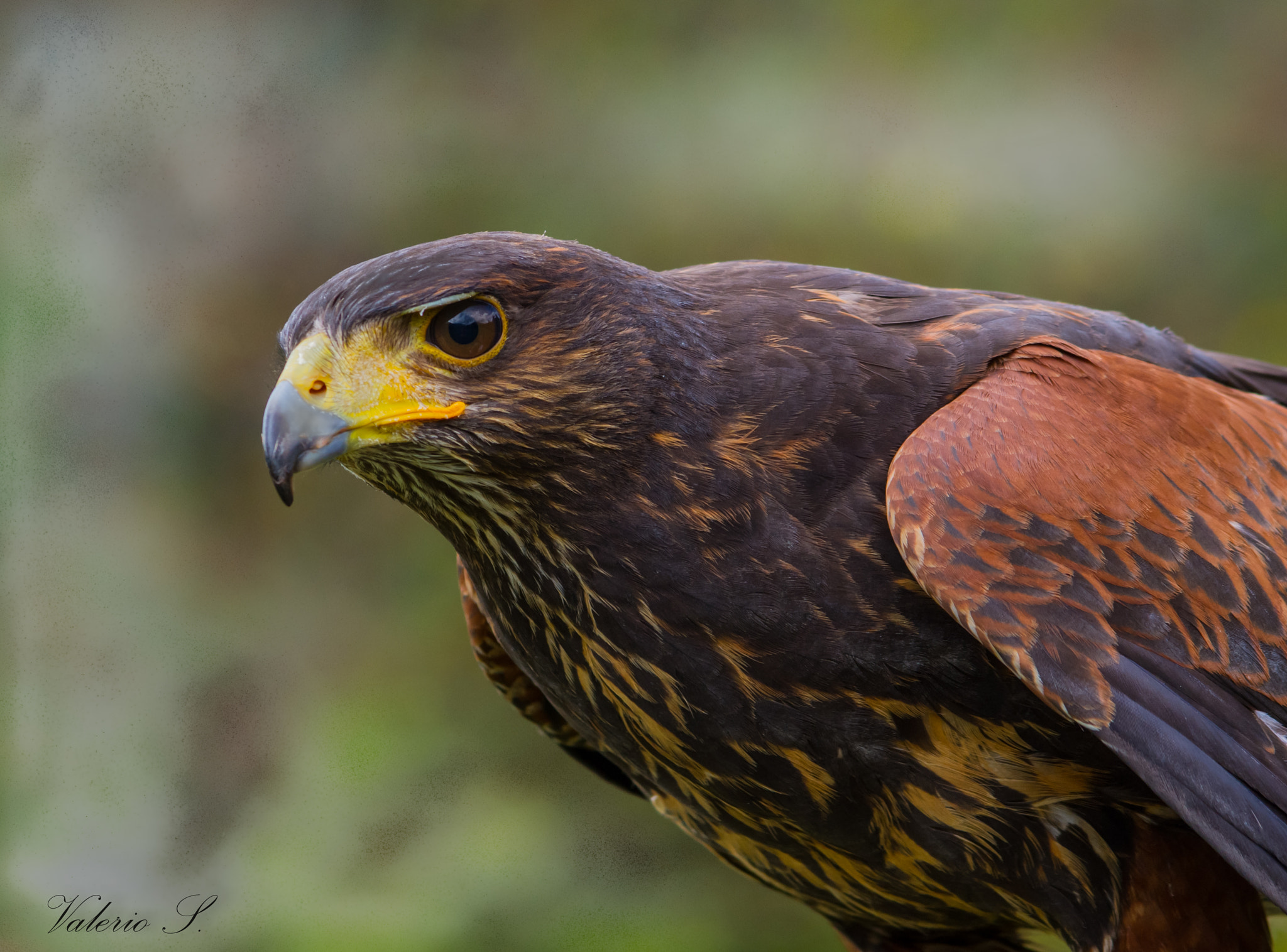 smc PENTAX-FA 80-320mm F4.5-5.6 sample photo. Poiana di harris photography
