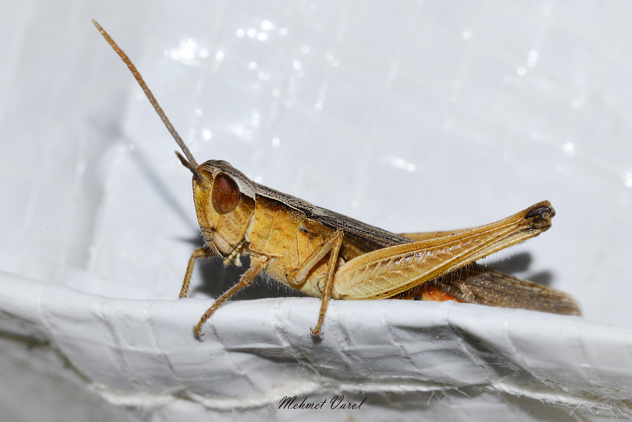 Sigma 150mm F2.8 EX DG Macro HSM sample photo. 000_2650.jpg photography