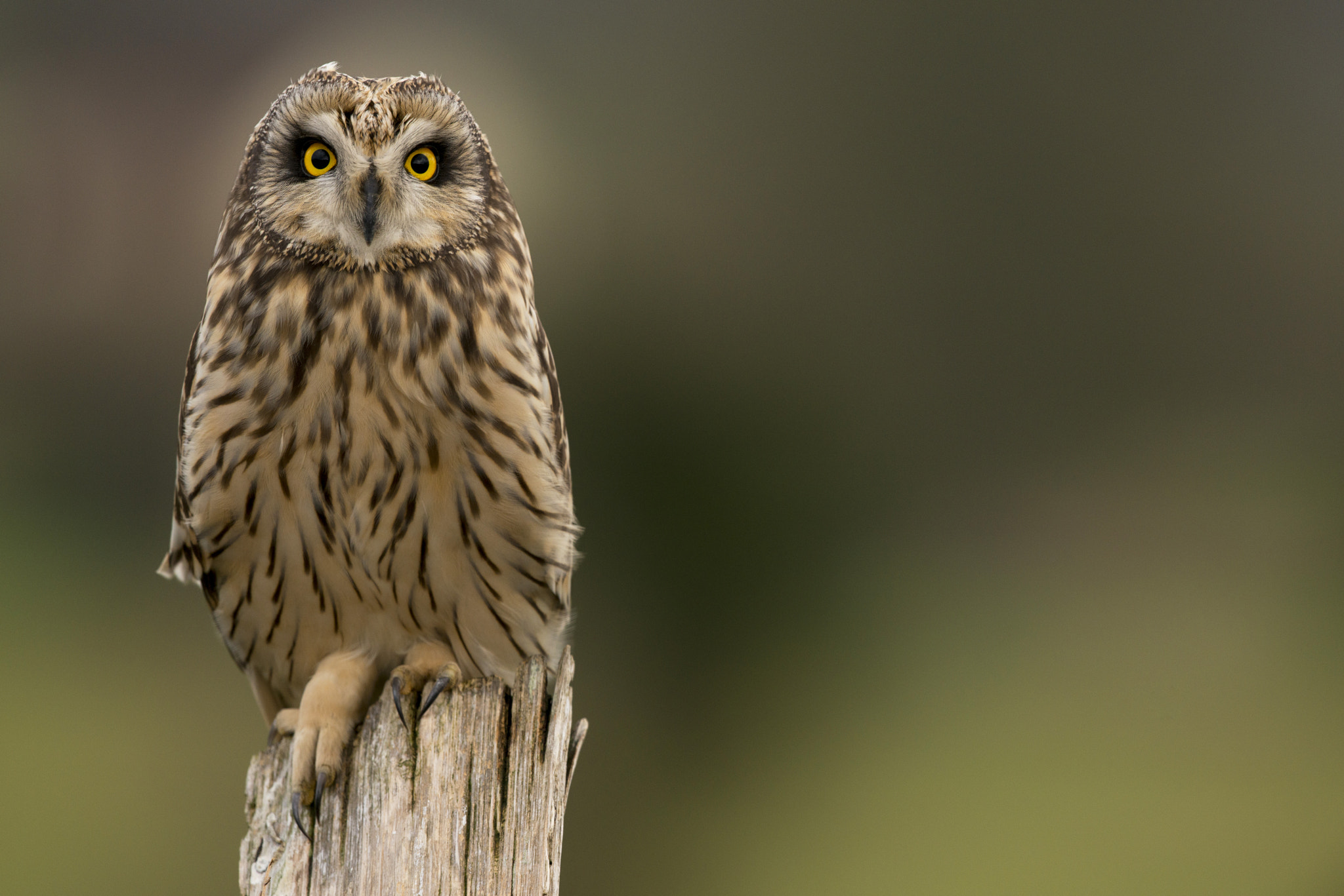 Nikon D800E + Nikon AF-S Nikkor 500mm F4G ED VR sample photo. Hibou des marais - asio flammeus photography