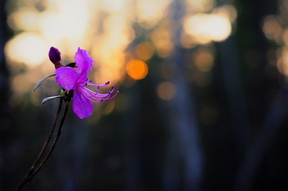 Nikon D90 + Sigma 50mm F1.4 EX DG HSM sample photo. Багульник забайкальский photography