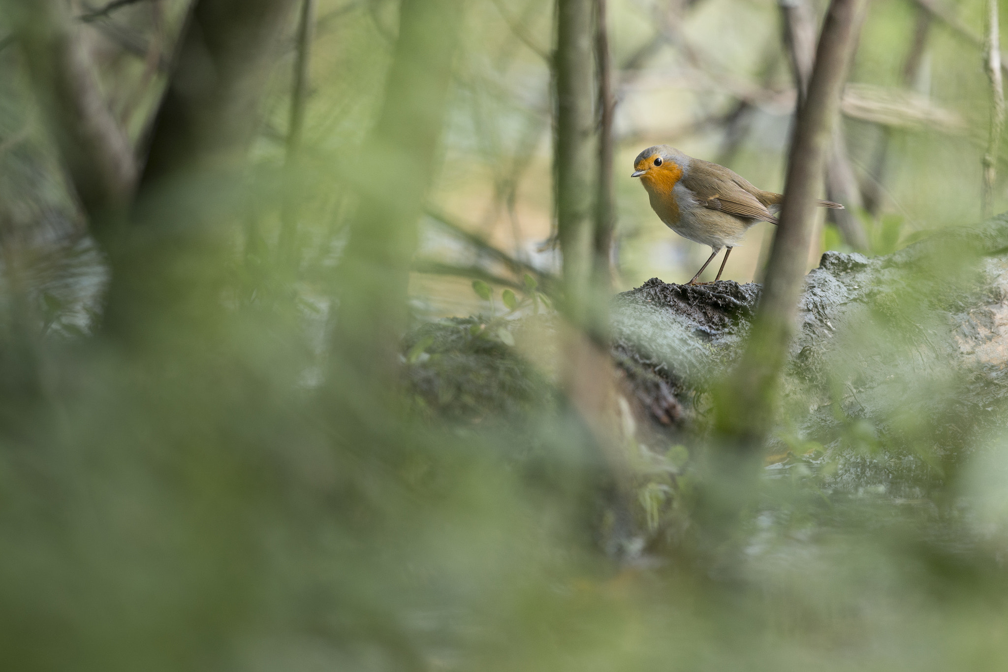 Nikon D800E + Nikon AF-S Nikkor 500mm F4G ED VR sample photo. Rougegorge familier - erithacus rubecula photography