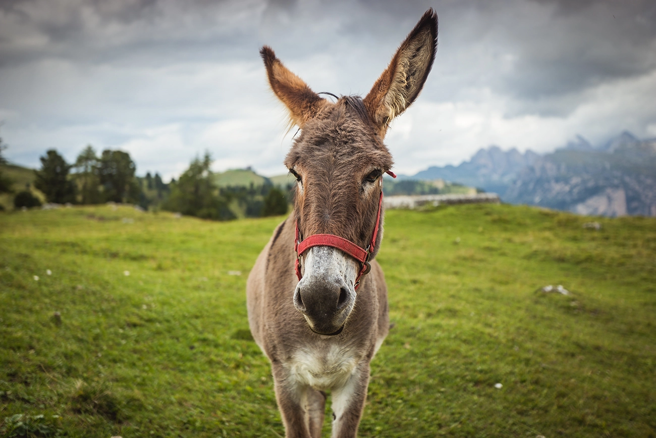 Sony a99 II + Sony Vario-Sonnar T* 16-35mm F2.8 ZA SSM sample photo. Jackass photography