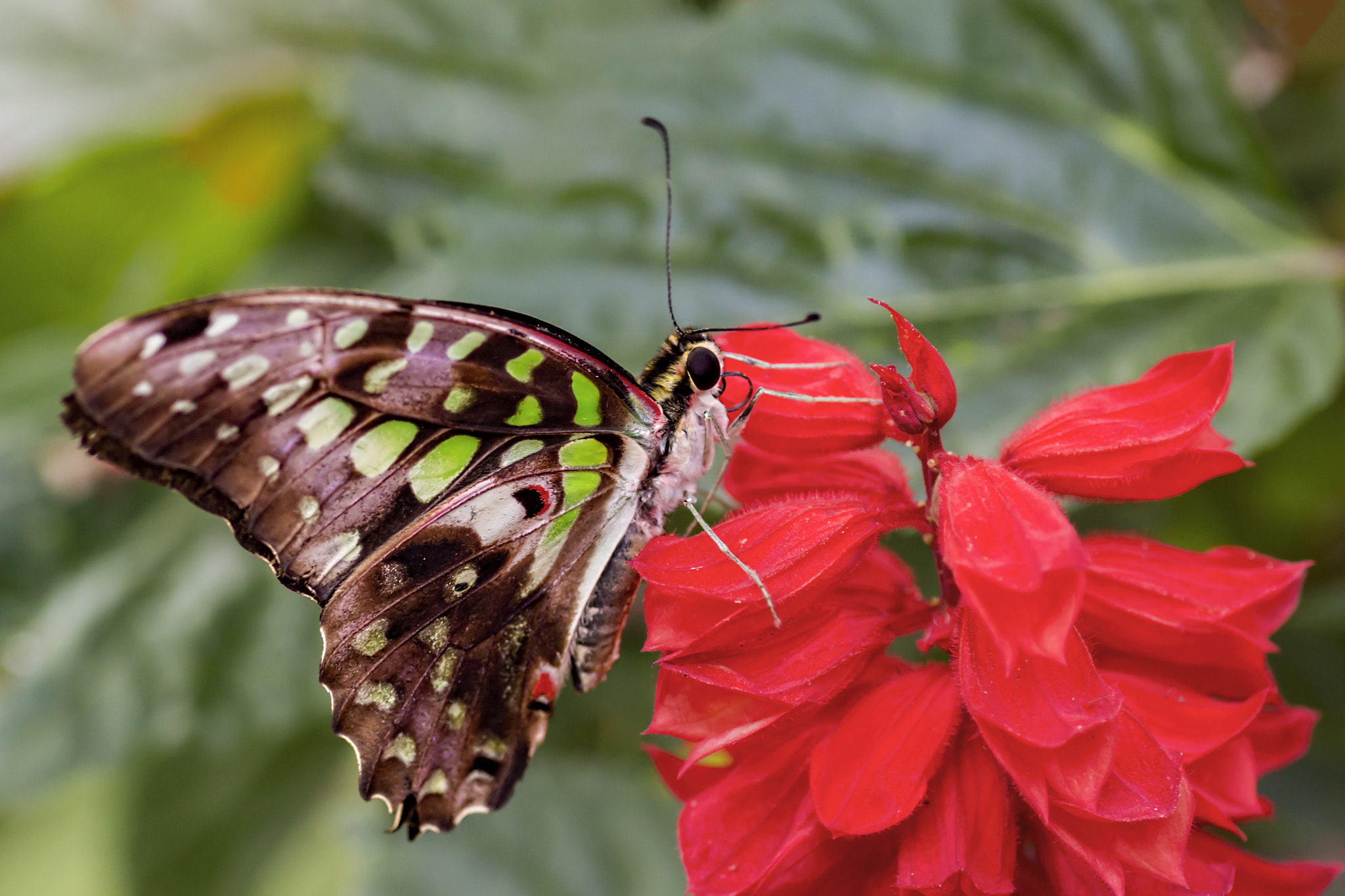 Canon EOS 700D (EOS Rebel T5i / EOS Kiss X7i) + Tamron SP AF 90mm F2.8 Di Macro sample photo. The colors of summer photography