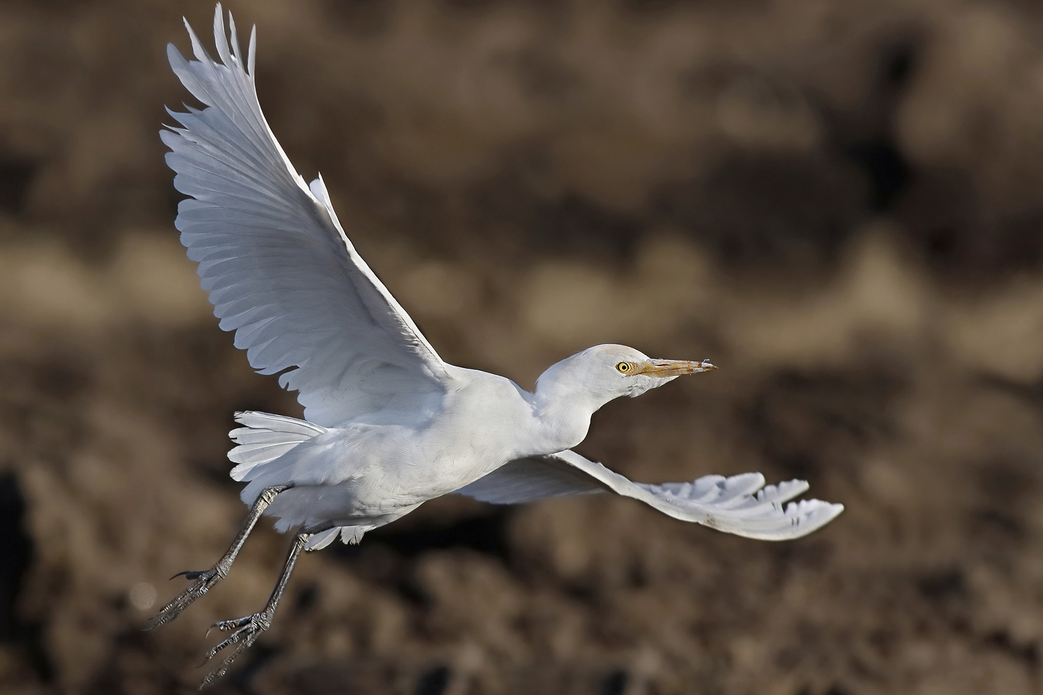 Canon EF 500mm f/4.5L sample photo. Cattle egret photography