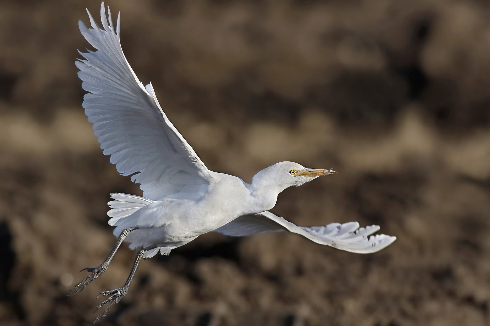 Canon EOS 7D Mark II sample photo. Cattle egret photography