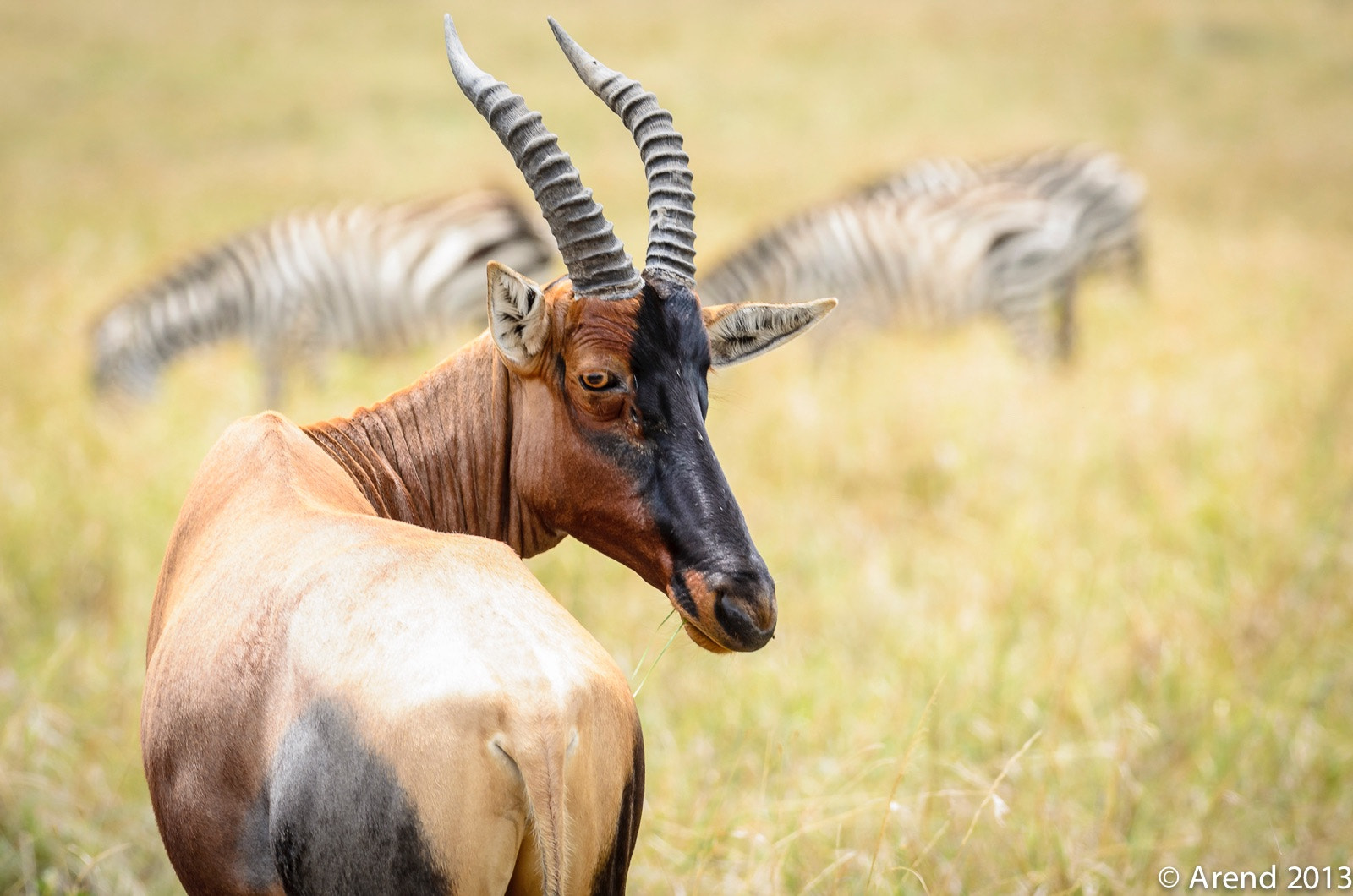 Nikon AF-S Nikkor 300mm F2.8G ED VR II sample photo. Tope in kenya mara triangle photography