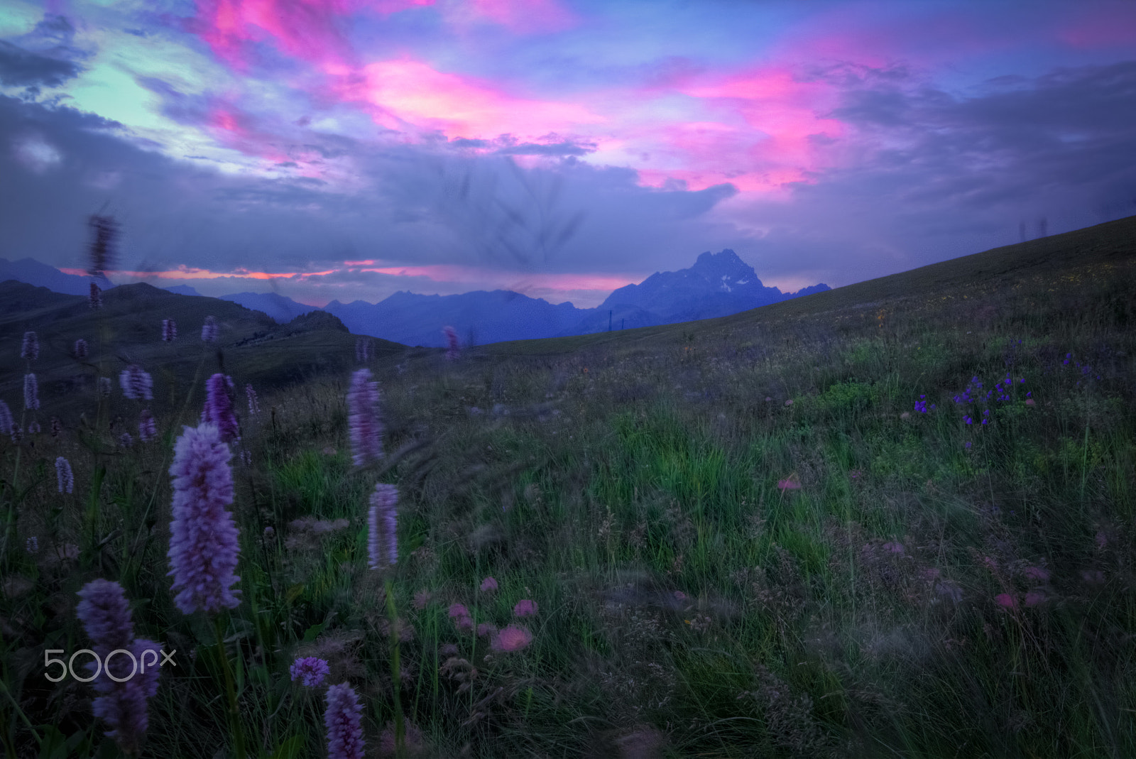 Canon EOS M + Sigma 10-20mm F4-5.6 EX DC HSM sample photo. Flowers, pink sunset and monviso from italian western alps photography