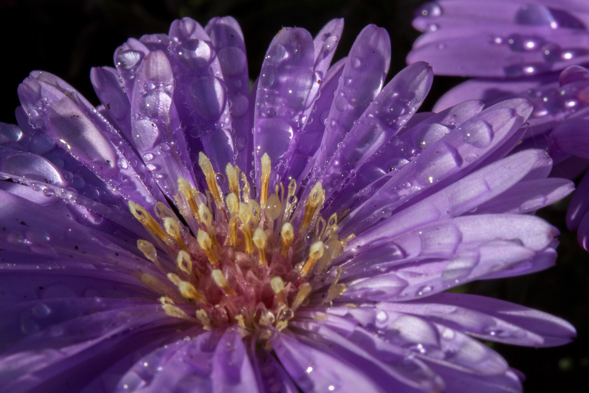 Canon EF-S 60mm F2.8 Macro USM sample photo. Michaelmas daisy photography