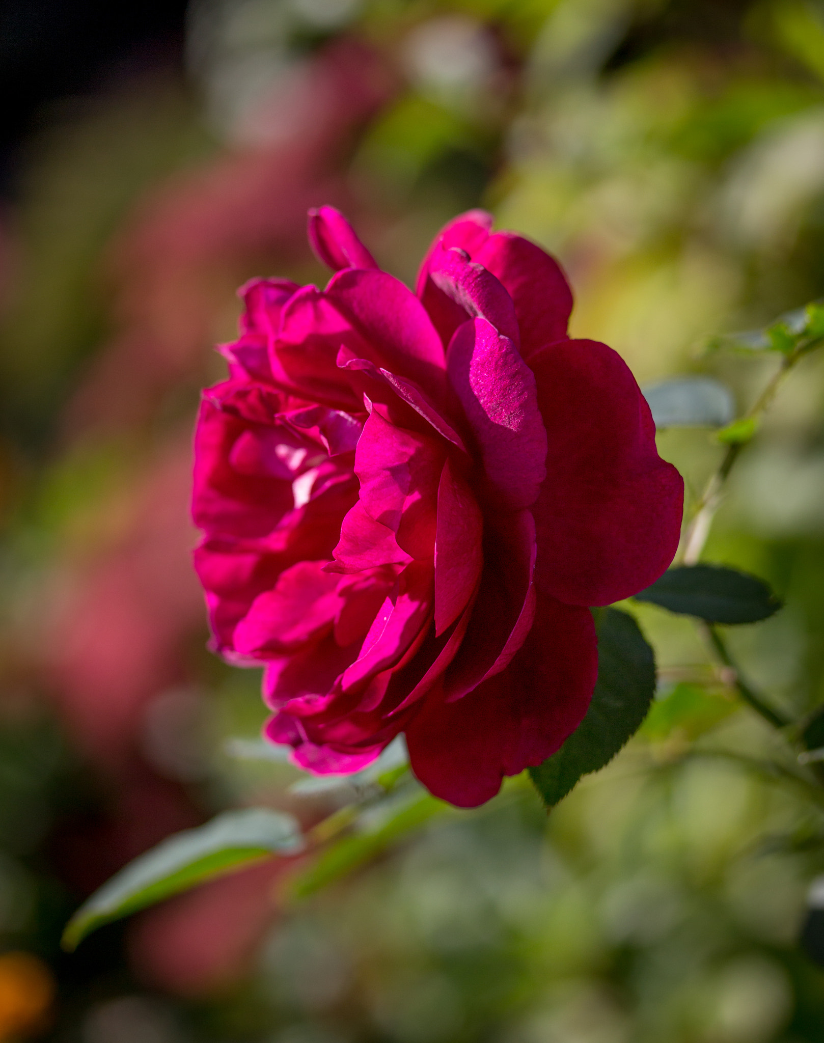 Canon EOS 100D (EOS Rebel SL1 / EOS Kiss X7) sample photo. Autumn rose photography