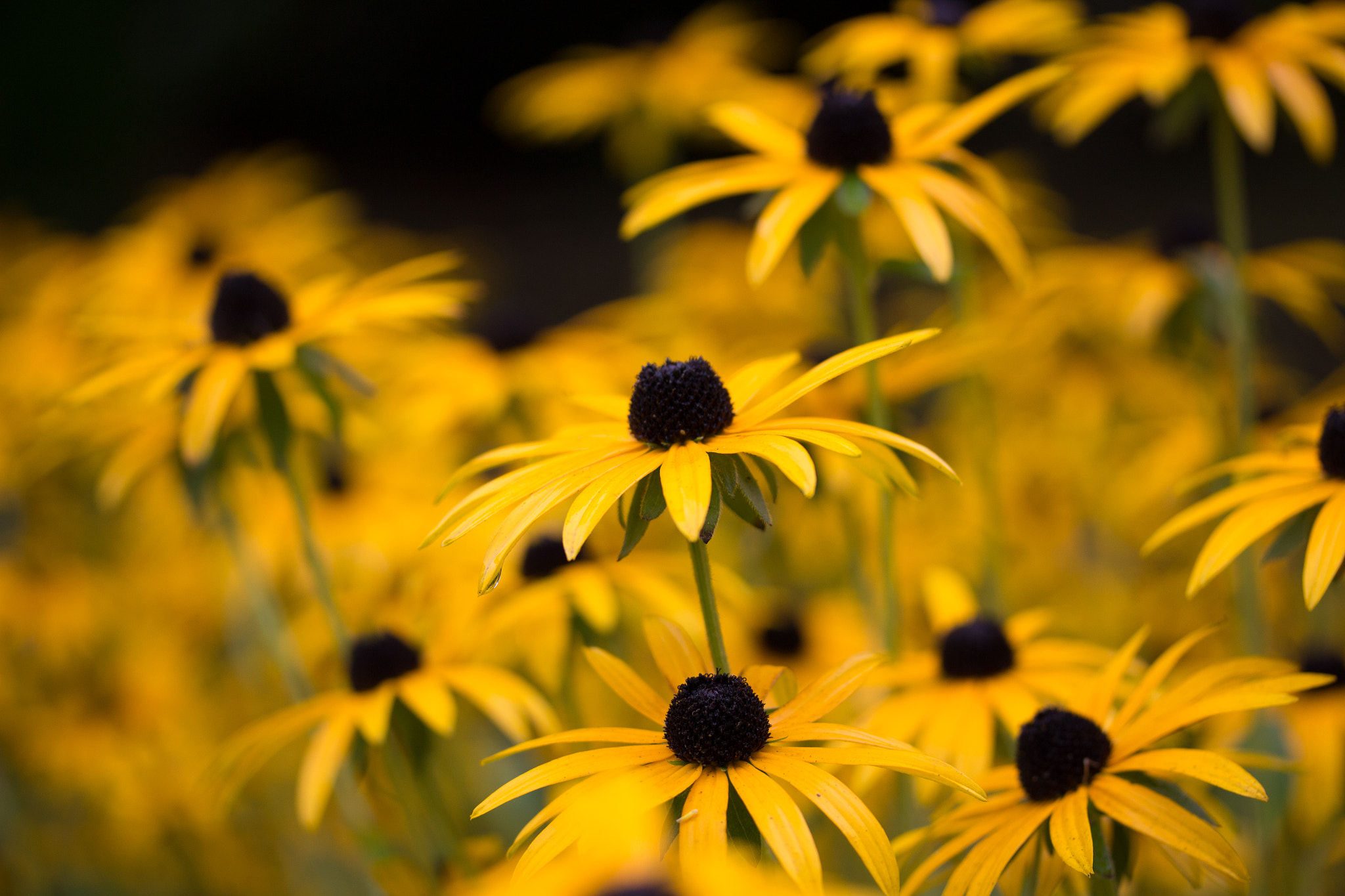 Canon EF-S 60mm F2.8 Macro USM sample photo. Yellow autumn flowers photography