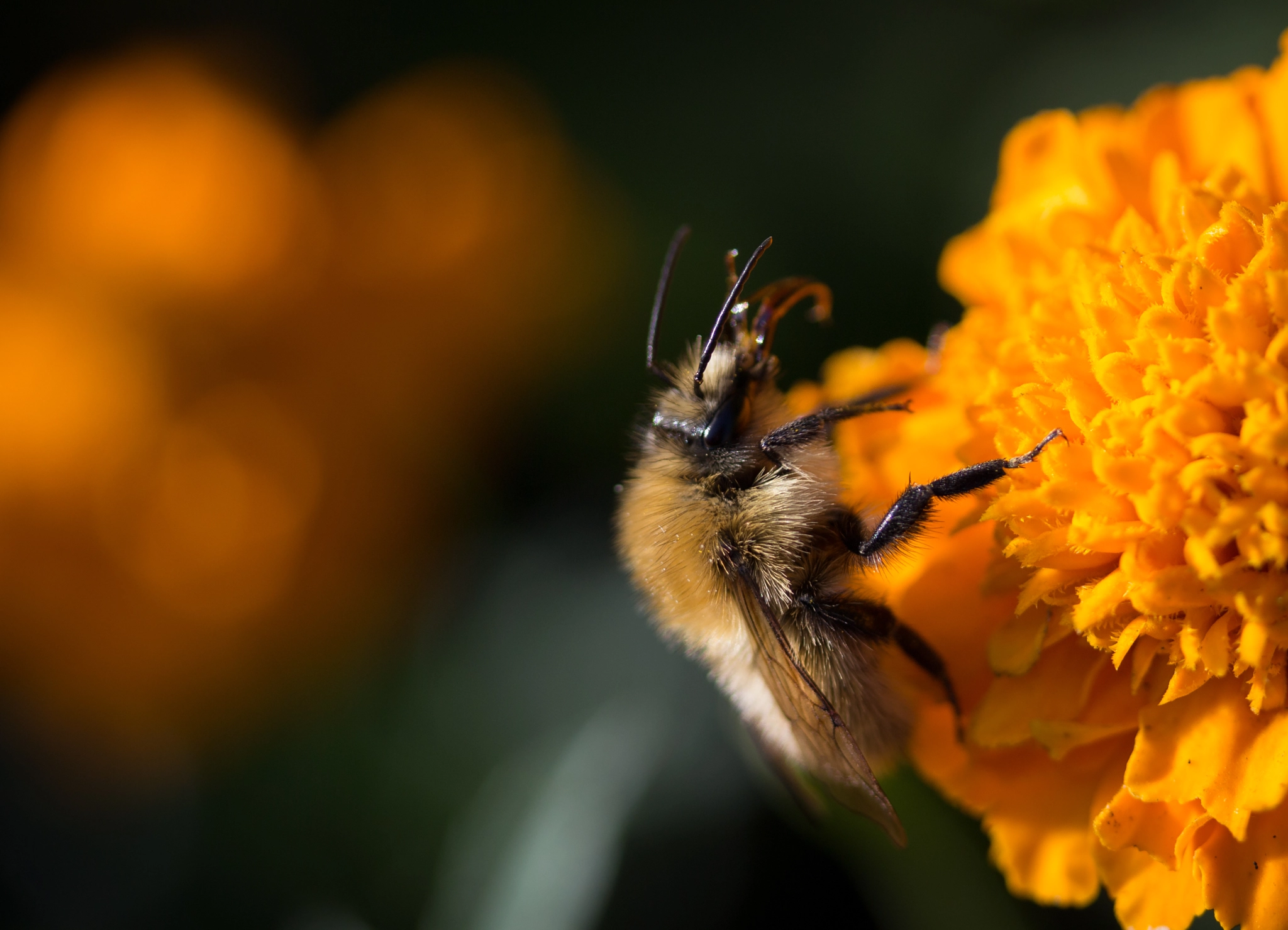 Canon EF-S 60mm F2.8 Macro USM sample photo. Bee on marigold photography