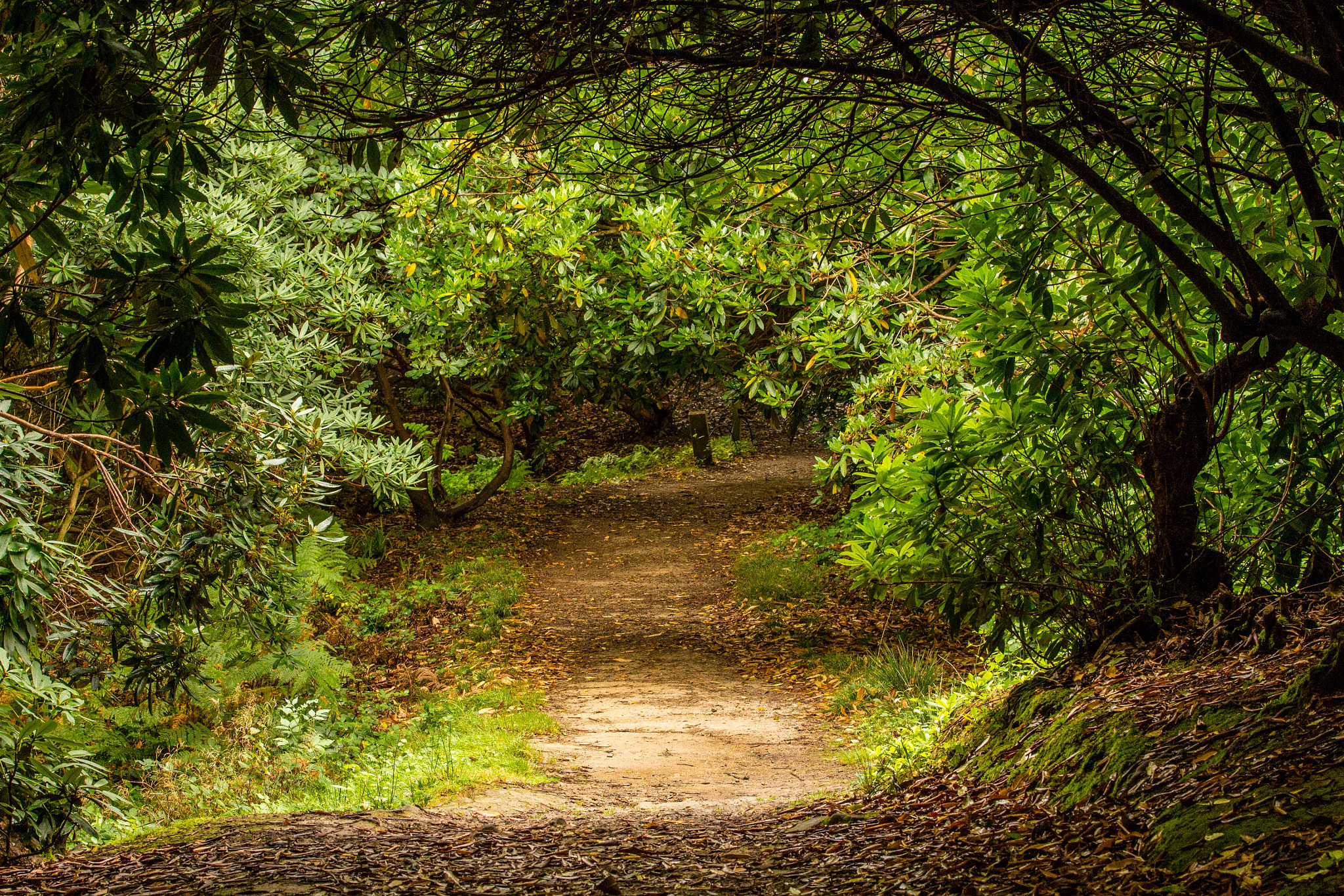 Canon EF-S 60mm F2.8 Macro USM sample photo. Path through autumn  trees photography