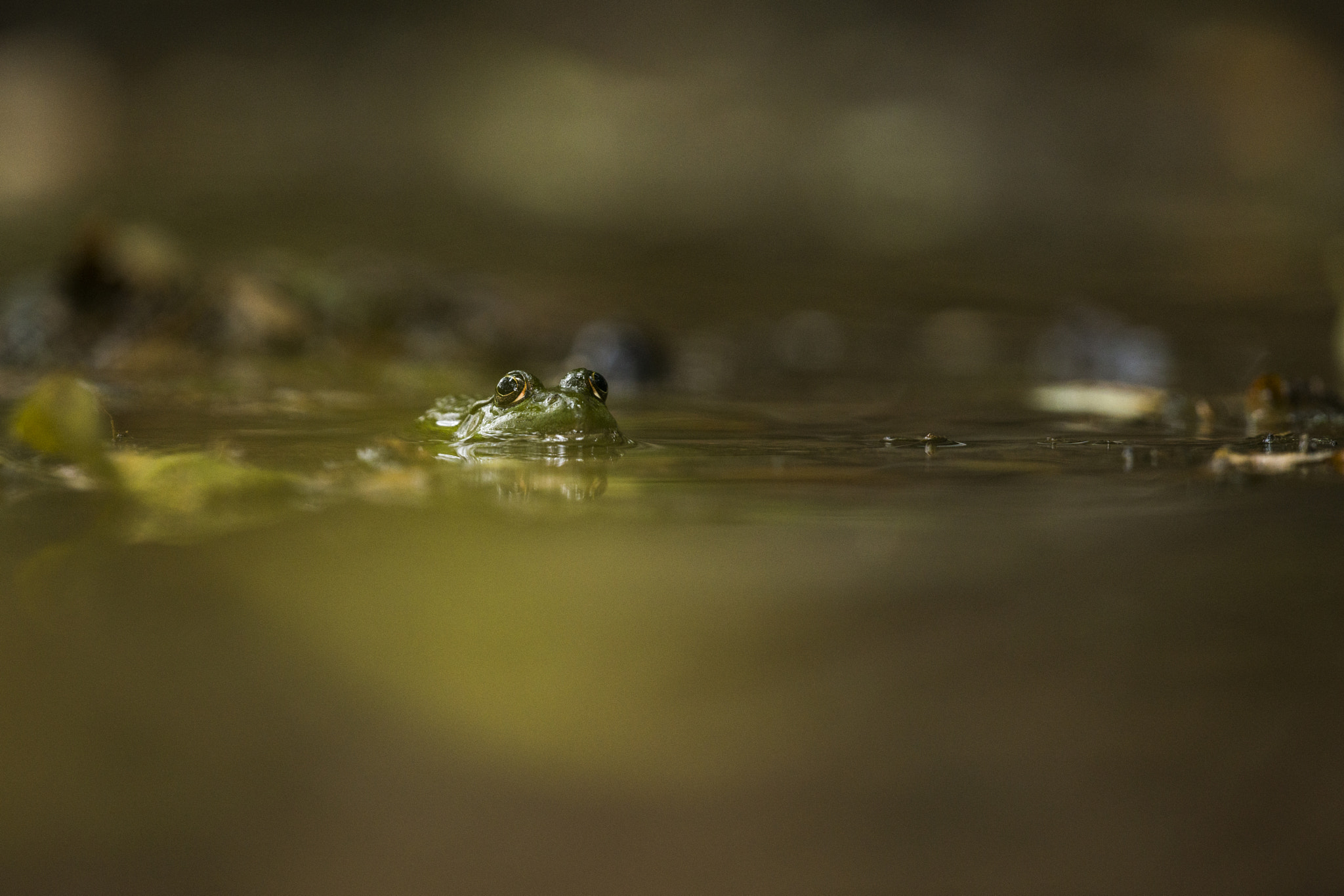 Nikon D800E + Nikon AF-S Nikkor 500mm F4G ED VR sample photo. Grenouille commune photography
