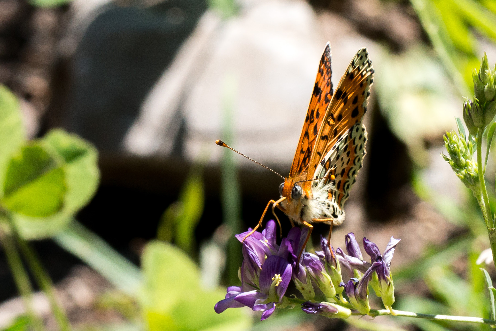 Canon EOS 70D + Canon EF 100mm F2.8L Macro IS USM sample photo. Doncella (melitaea sp.) photography
