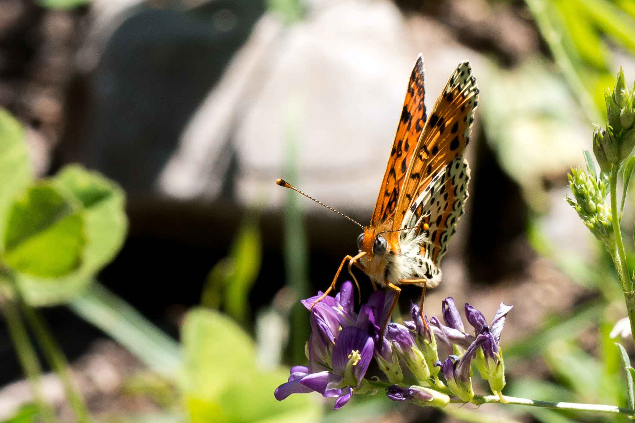 Canon EOS 70D sample photo. Doncella (melitaea sp.) photography