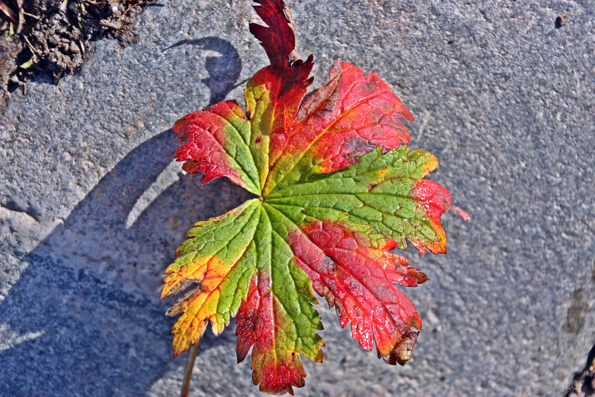 Canon EOS 450D (EOS Rebel XSi / EOS Kiss X2) sample photo. Autumn leaf...  photography