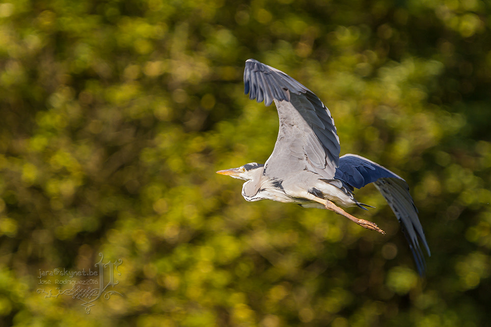 Canon EOS 7D Mark II + Canon EF 300mm F2.8L IS USM sample photo. Heron_4a7a1702 photography
