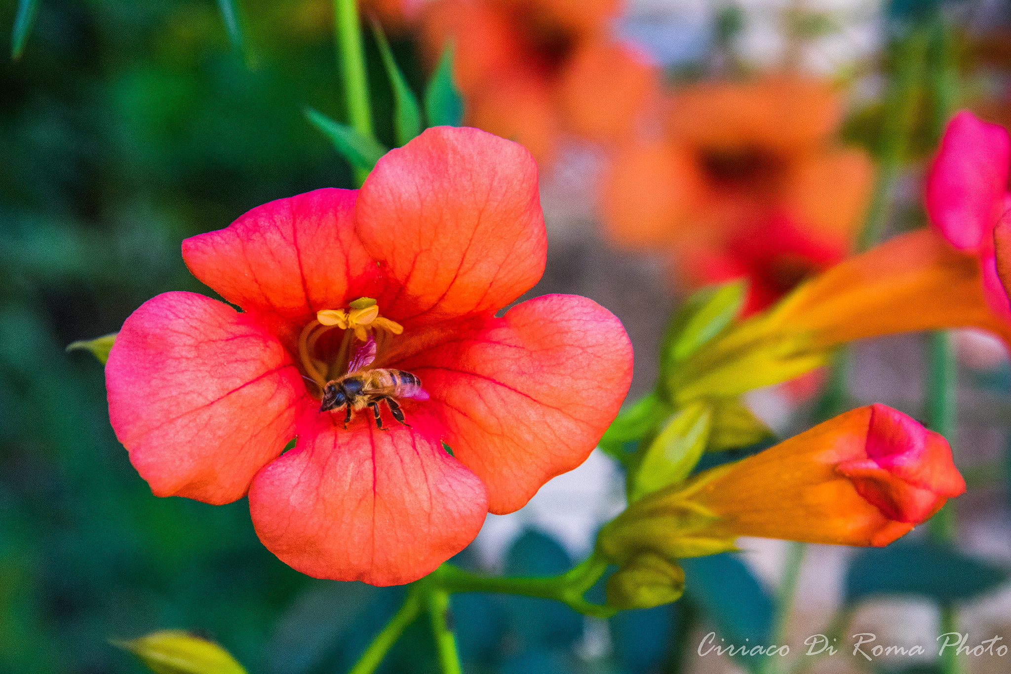 Canon EF-S 17-85mm F4-5.6 IS USM sample photo