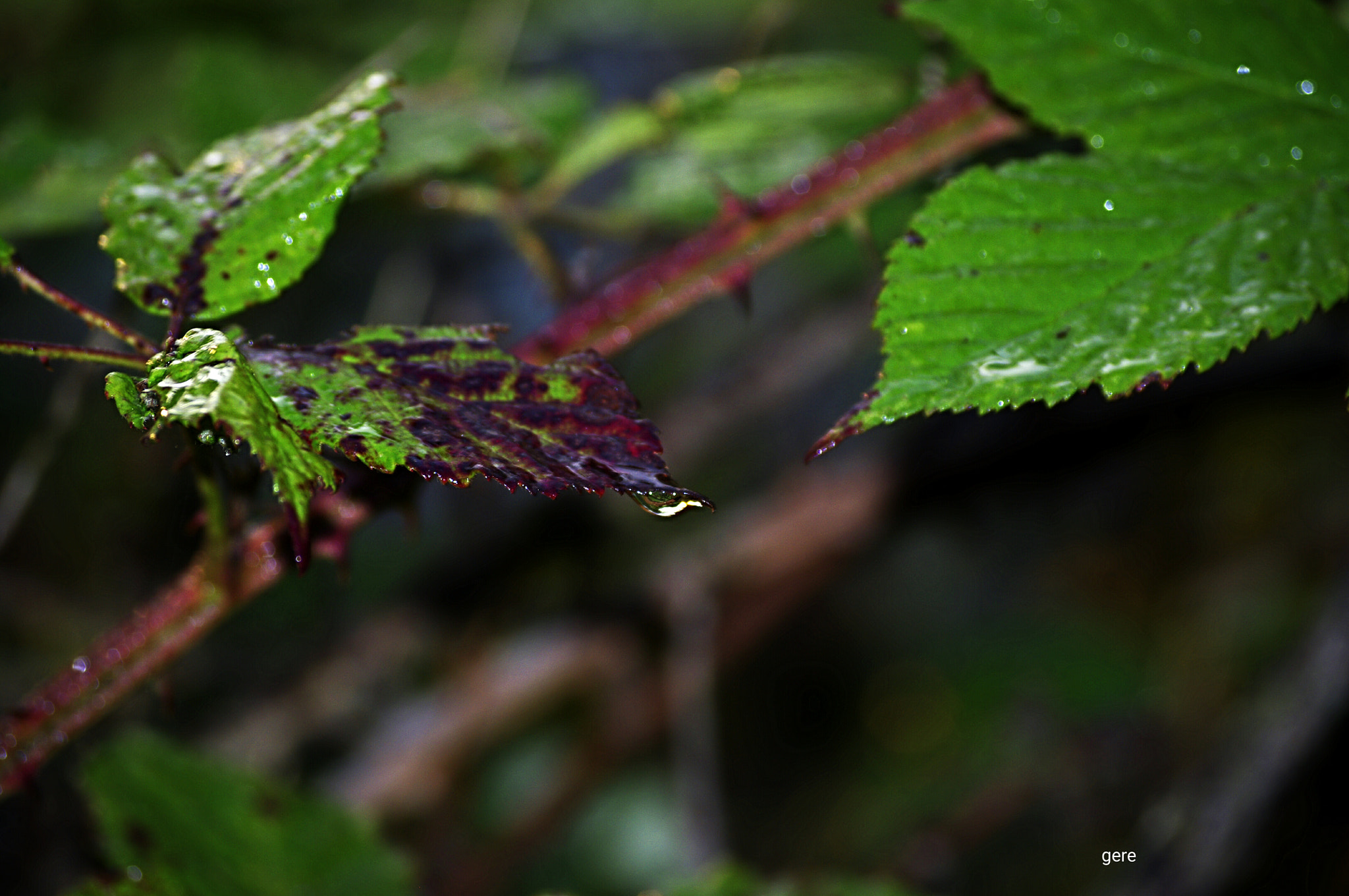 Pentax K-x sample photo. Rugiada photography