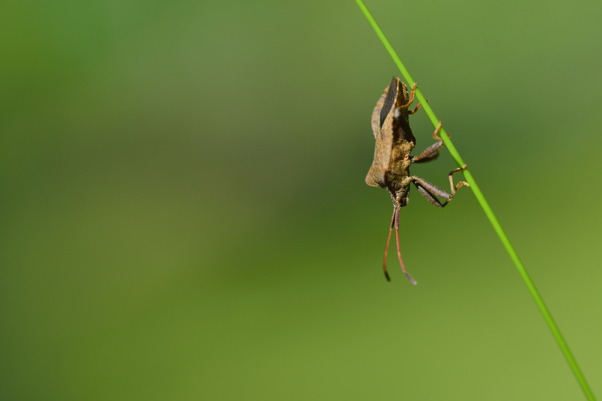 Sigma 150mm F2.8 EX DG OS Macro HSM sample photo. Punaise photography