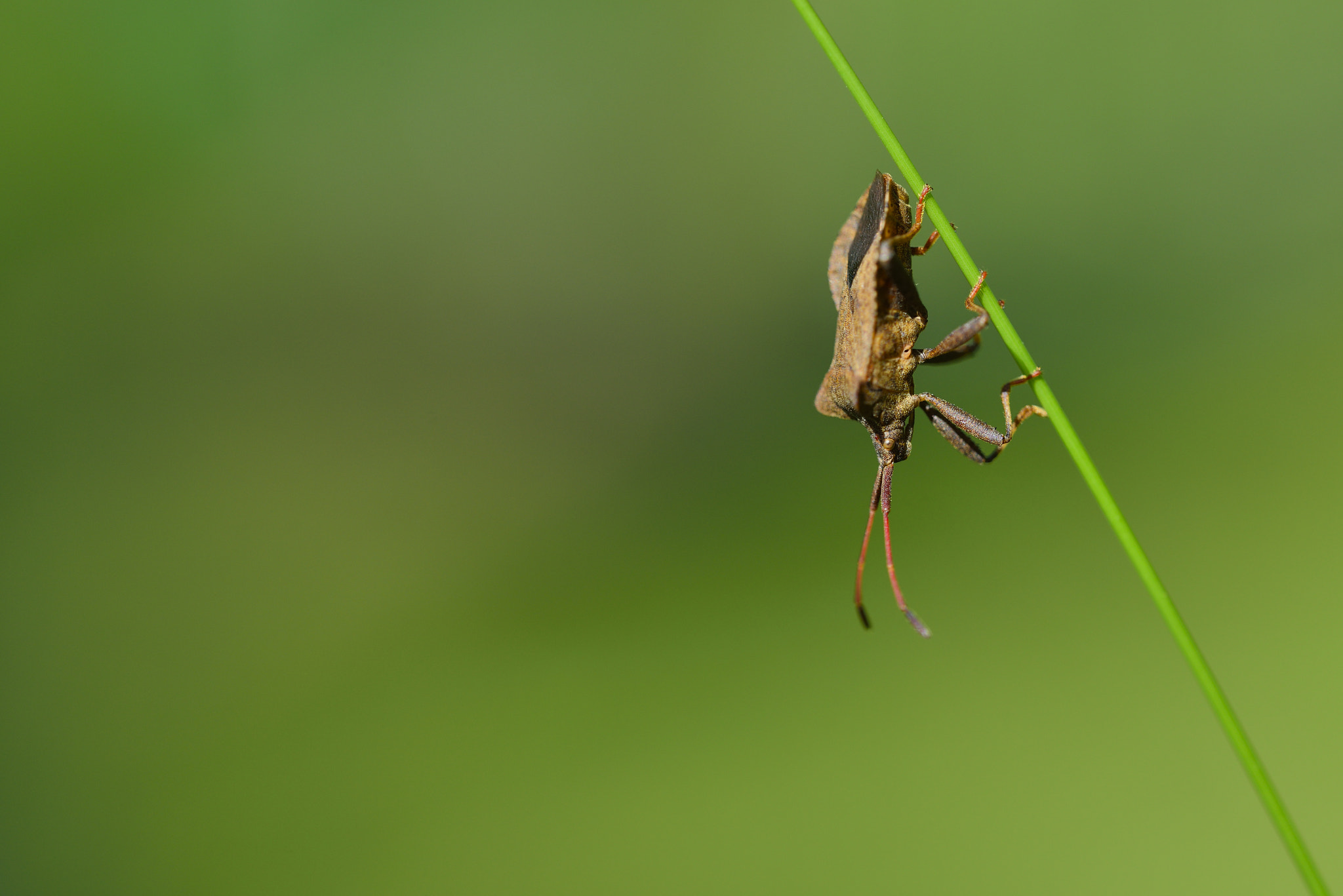 Nikon D800 + Sigma 150mm F2.8 EX DG OS Macro HSM sample photo. Punaise photography