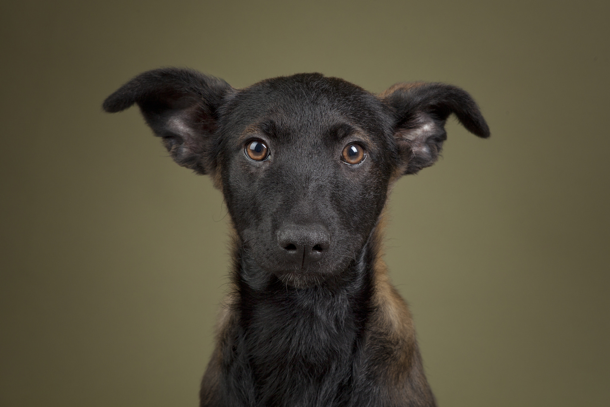 Canon EF 28-105mm f/3.5-4.5 USM sample photo. Sad puppy eyes photography