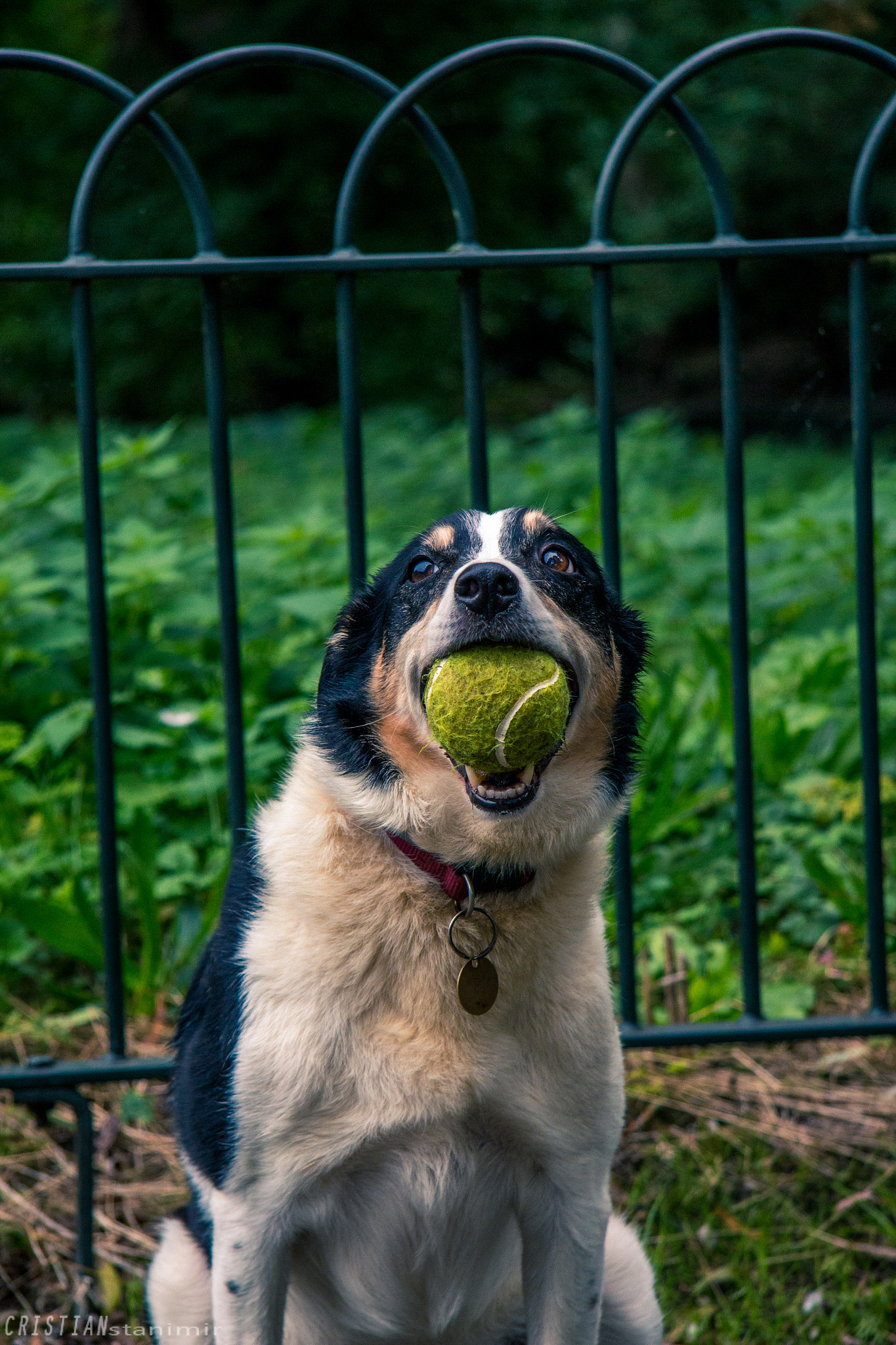 Canon EF-S 17-85mm F4-5.6 IS USM sample photo. Happy dog photography