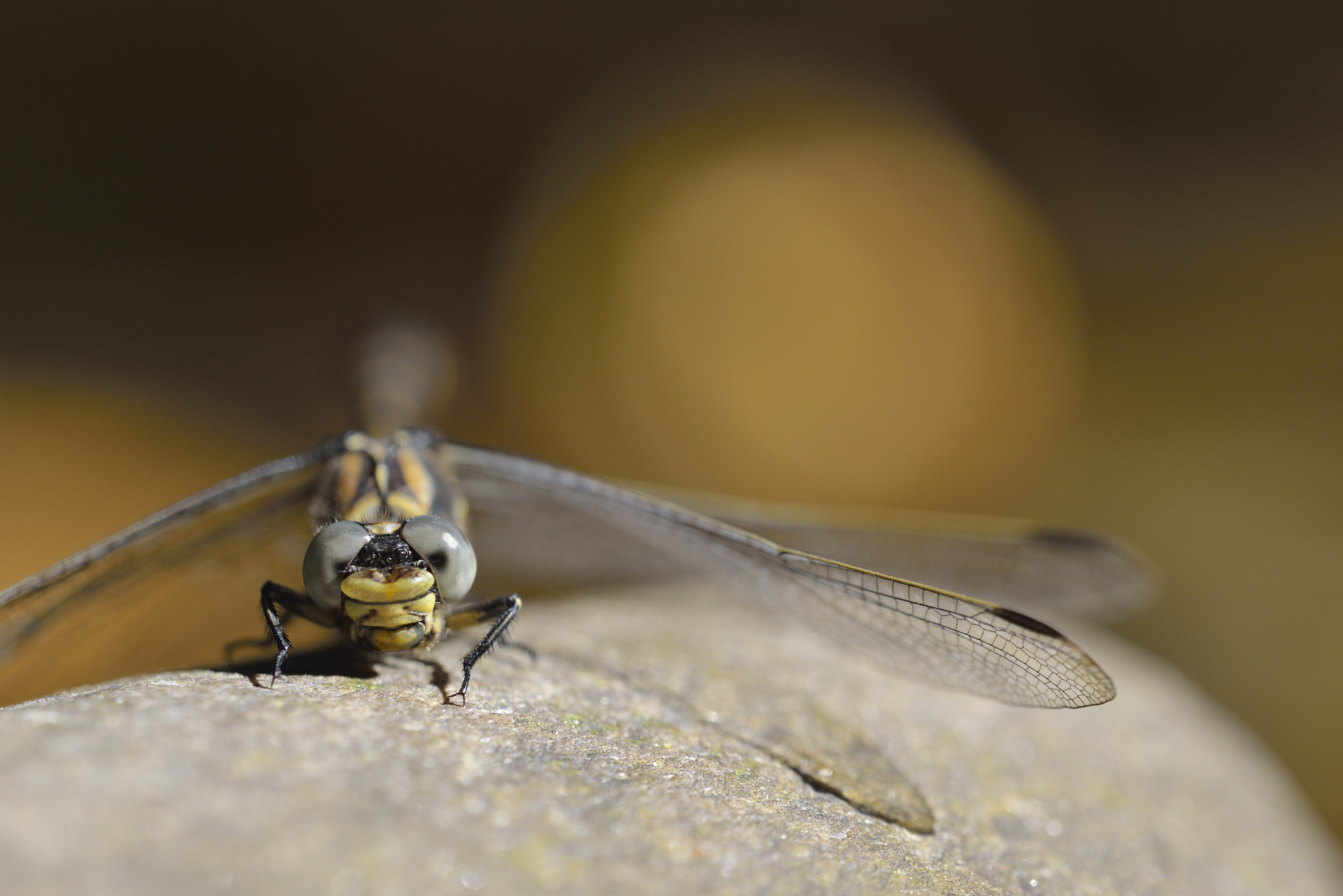 Nikon D800 sample photo. Libellule - dragonfly photography