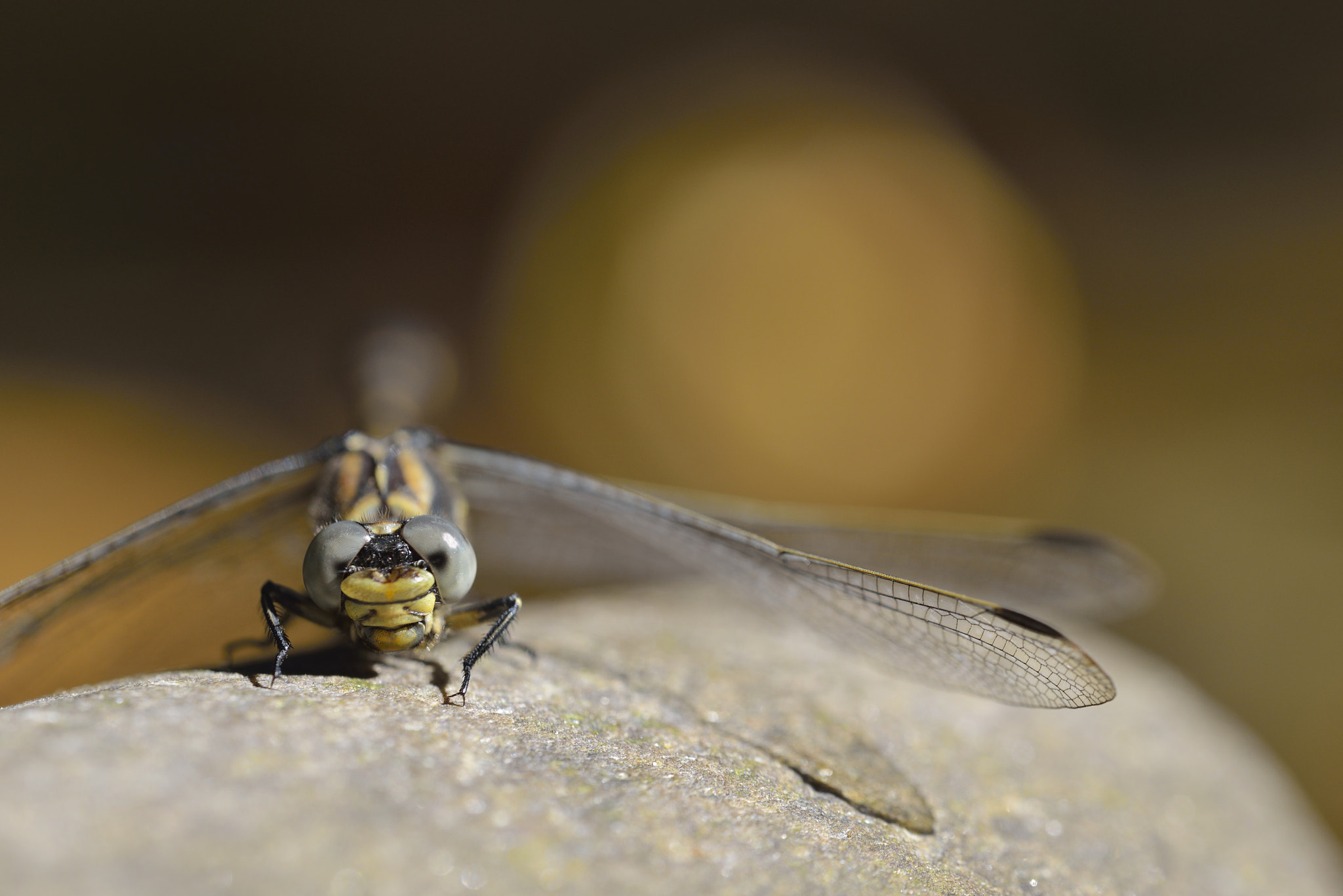 Sigma 150mm F2.8 EX DG OS Macro HSM sample photo. Libellule - dragonfly photography