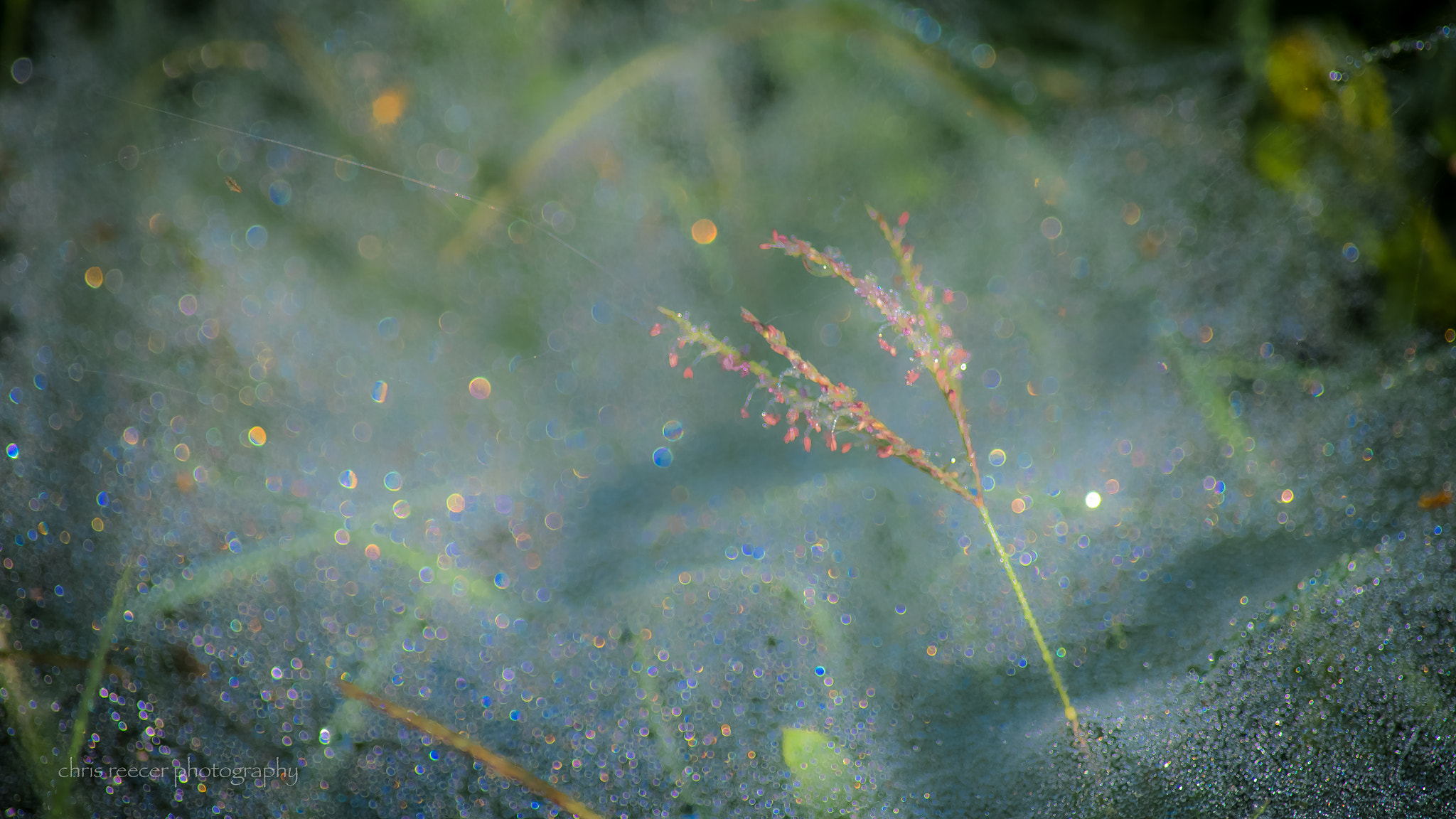 Nikon D500 sample photo. Morning dew photography