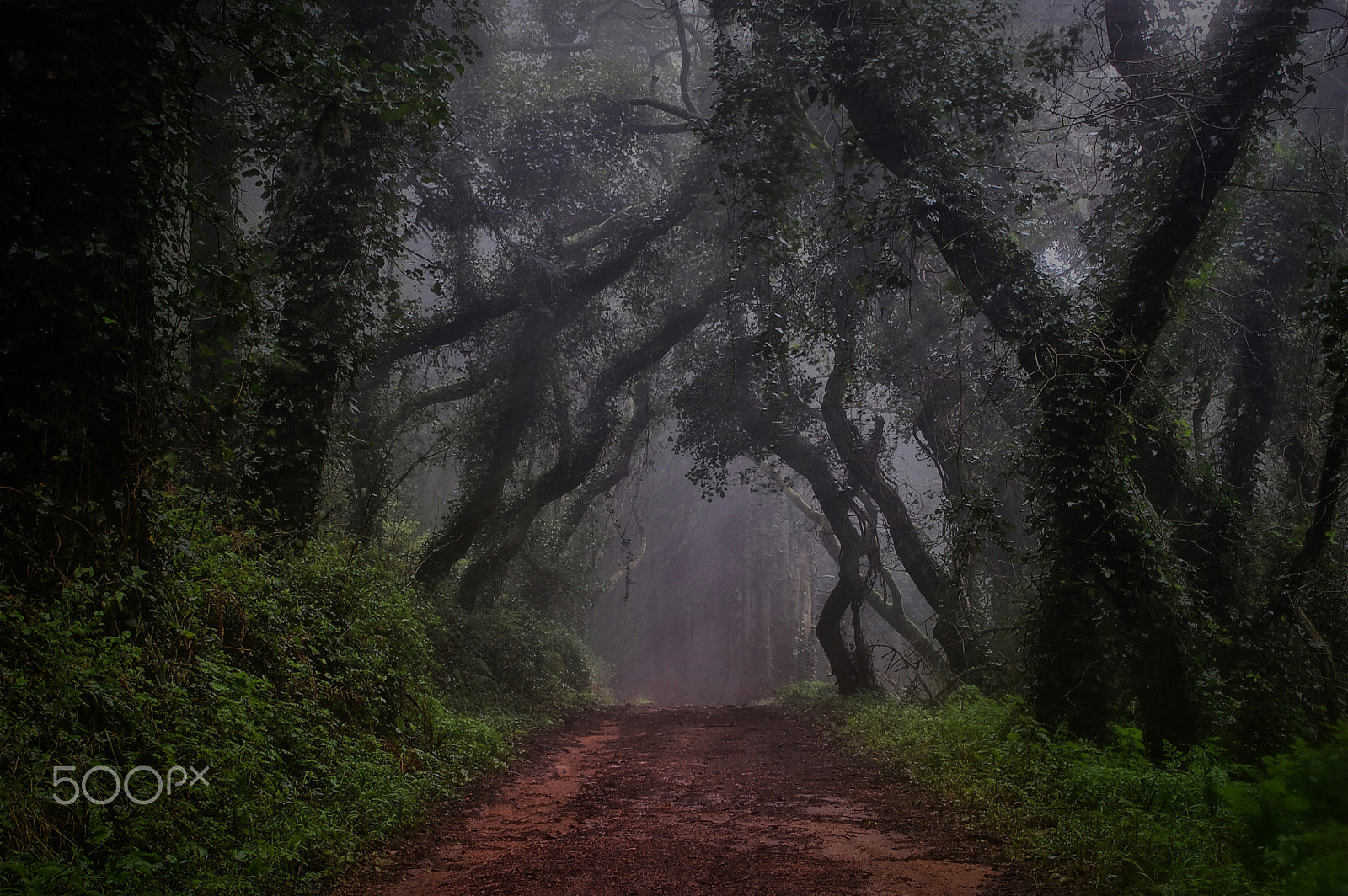 Nikon D40 sample photo. Magic trees photography