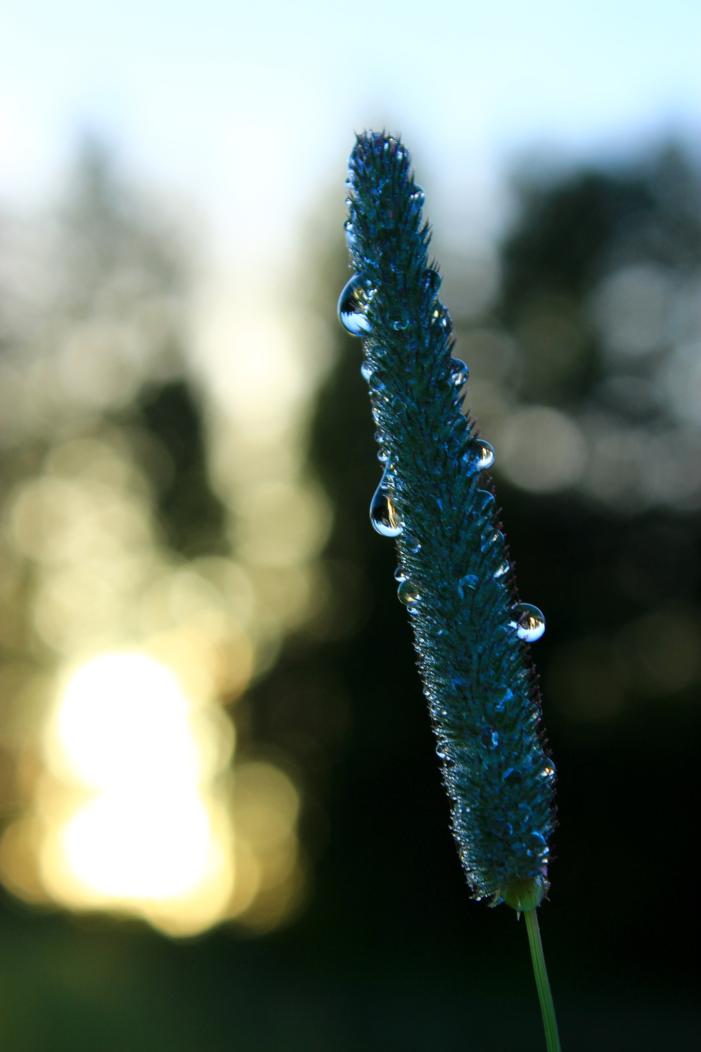 Canon EF-S 18-55mm F3.5-5.6 III sample photo. Morning photography