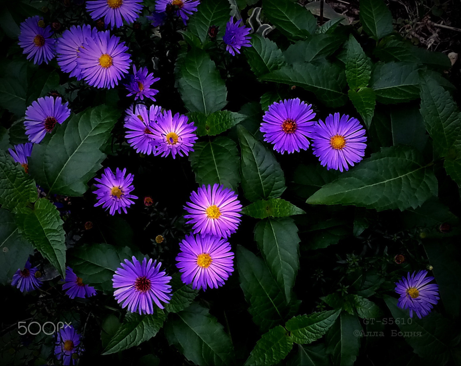 Samsung GT-S5610 sample photo. Autumn flowers photography