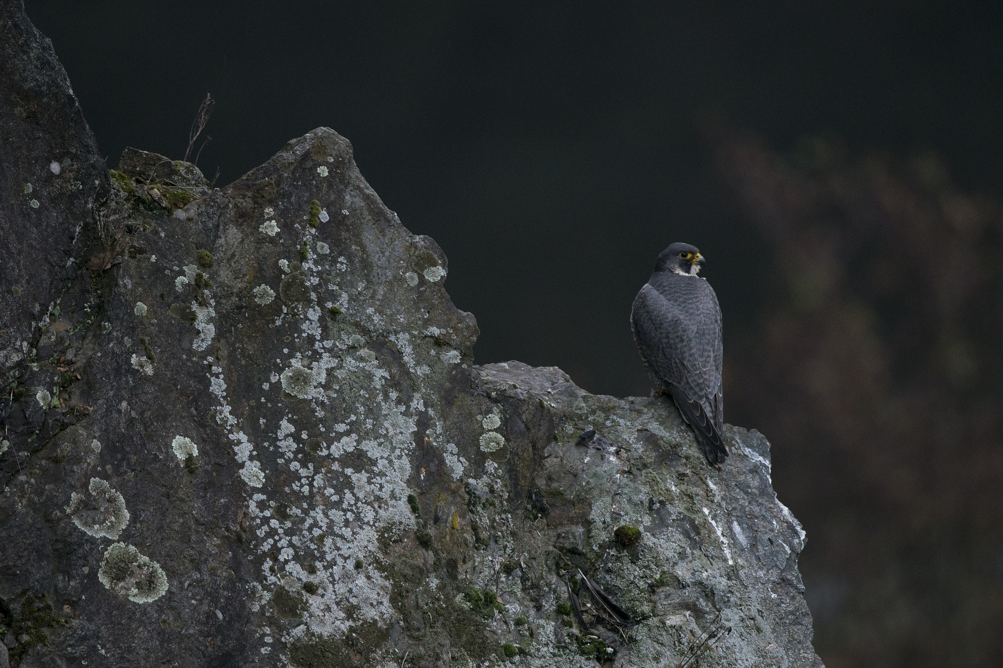 Nikon D800E + Nikon AF-S Nikkor 500mm F4G ED VR sample photo. Faucon pèlerin - falco peregrinus photography