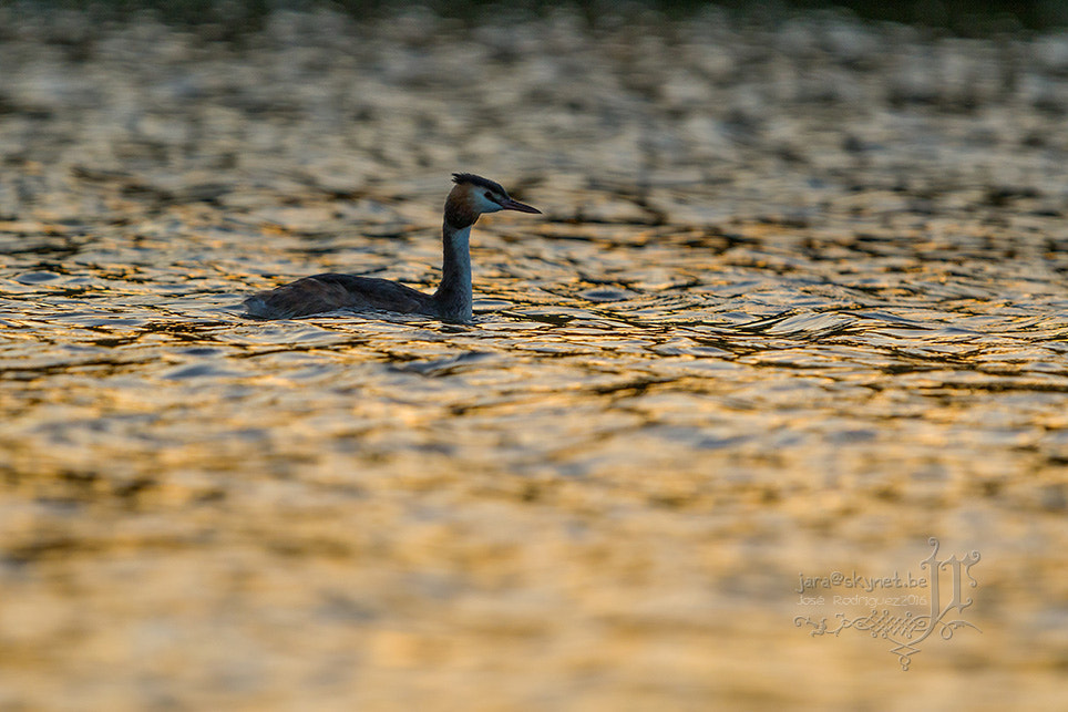 Canon EOS 7D Mark II + Canon EF 300mm F2.8L IS USM sample photo. Grebe_4a7a4858 photography