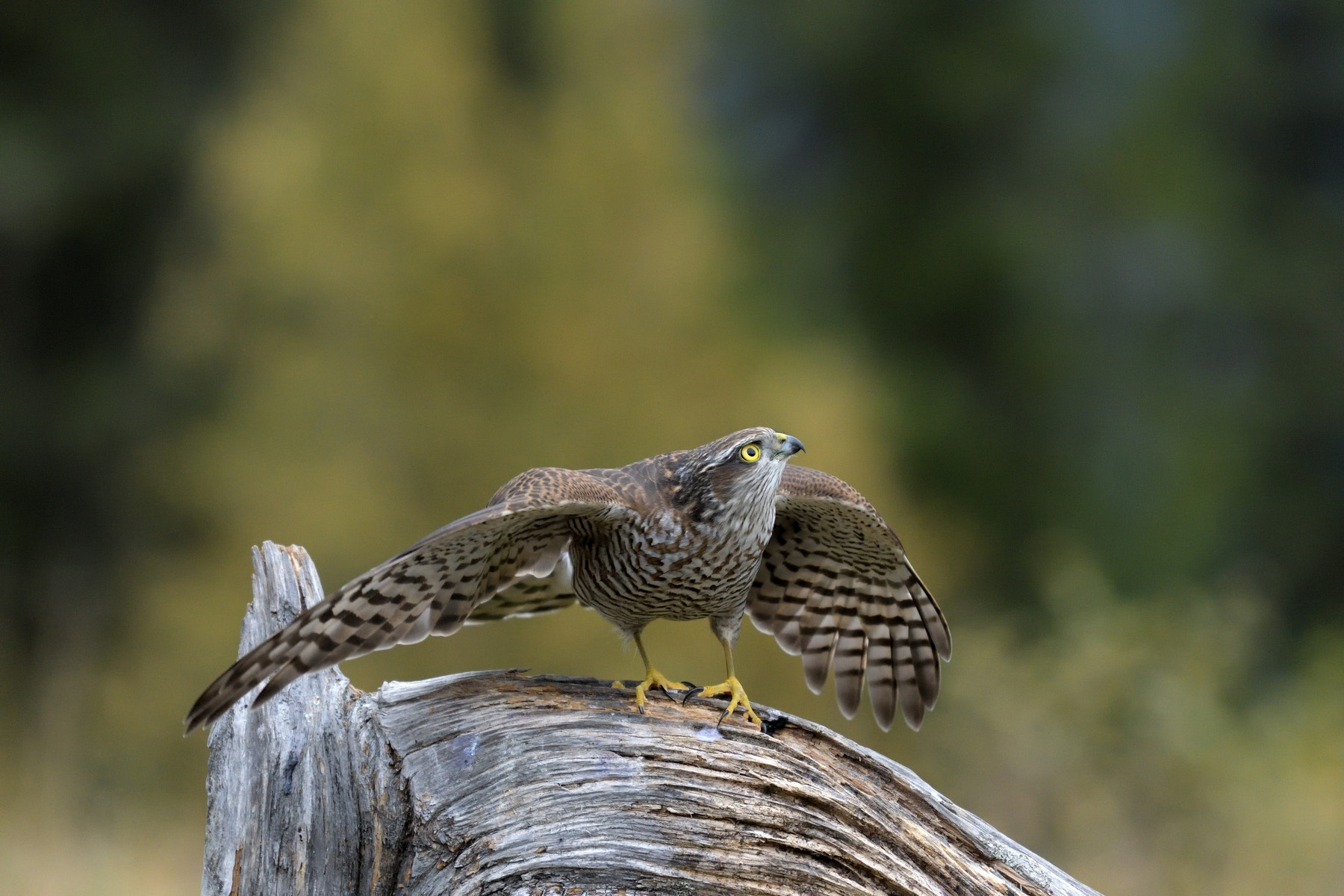 Nikon AF-S Nikkor 70-200mm F4G ED VR sample photo. Eurasian sparrowhawk photography