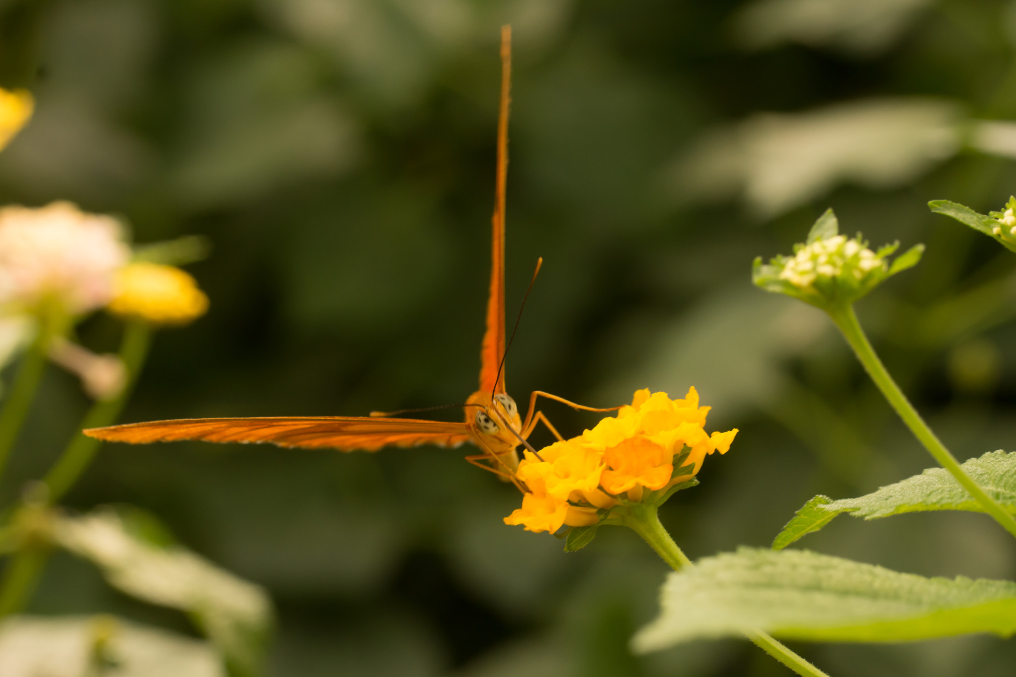Sony SLT-A65 (SLT-A65V) sample photo. Butterfly photography