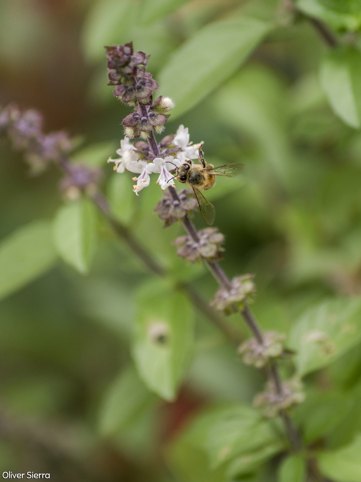 Sony SLT-A58 + Sony DT 55-200mm F4-5.6 SAM sample photo. Abeja photography