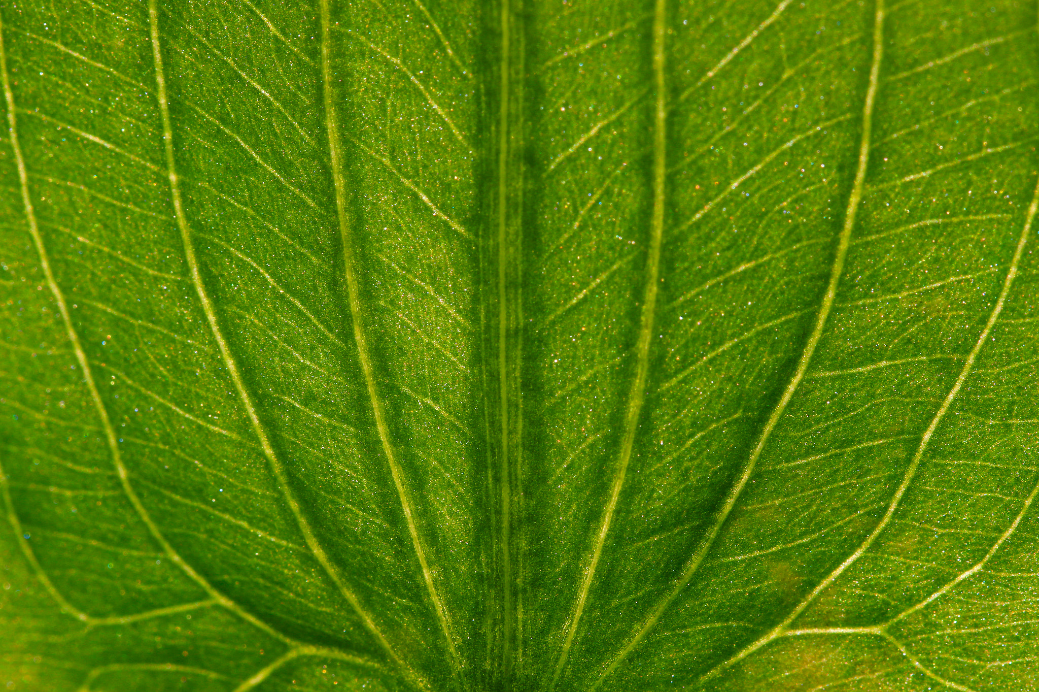 Canon EOS 70D + Canon EF 100mm F2.8L Macro IS USM sample photo. Translucent leaf photography