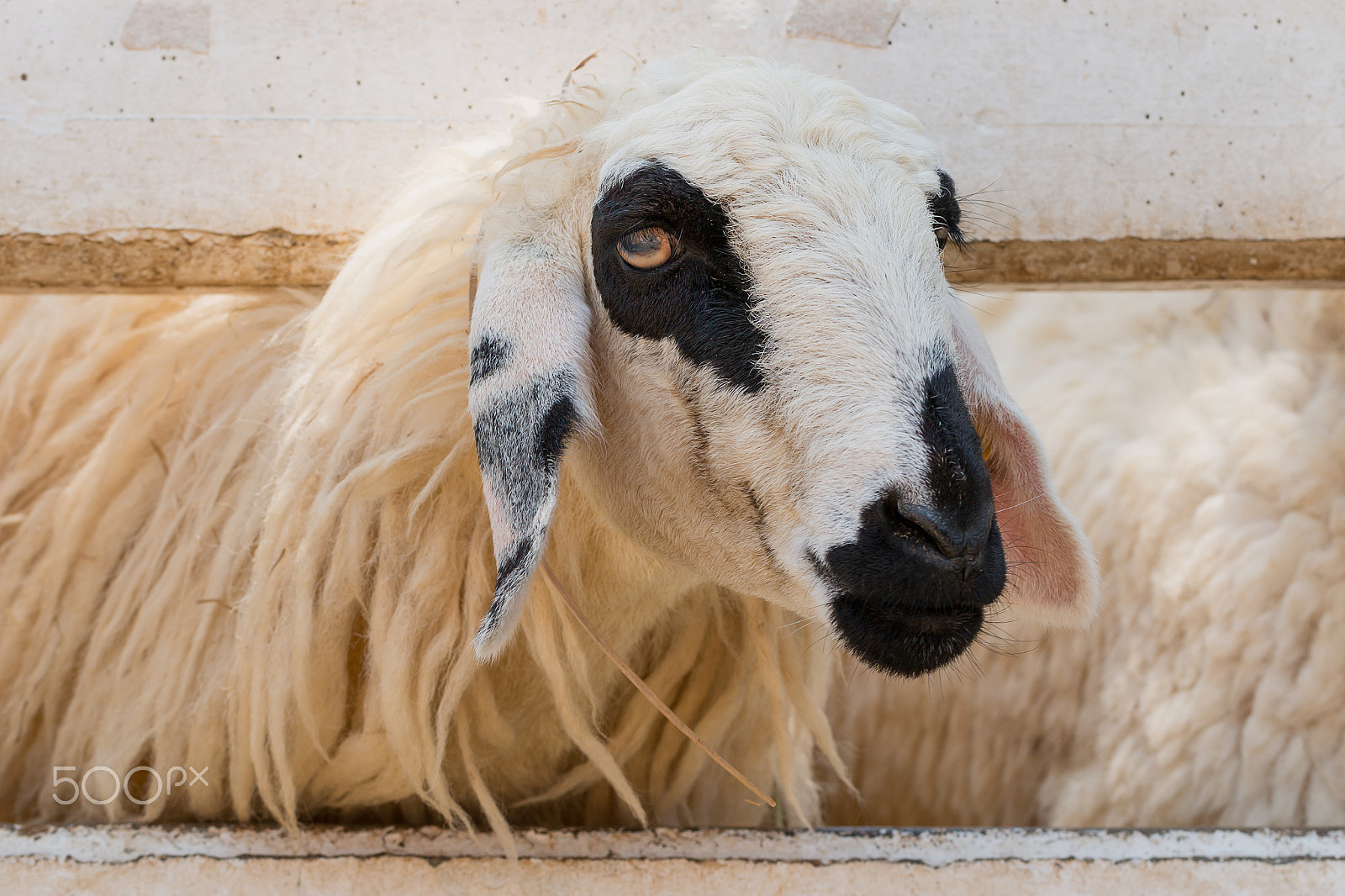 Canon EOS 70D + Canon EF 100mm F2.8L Macro IS USM sample photo. White and black sheep in farm photography