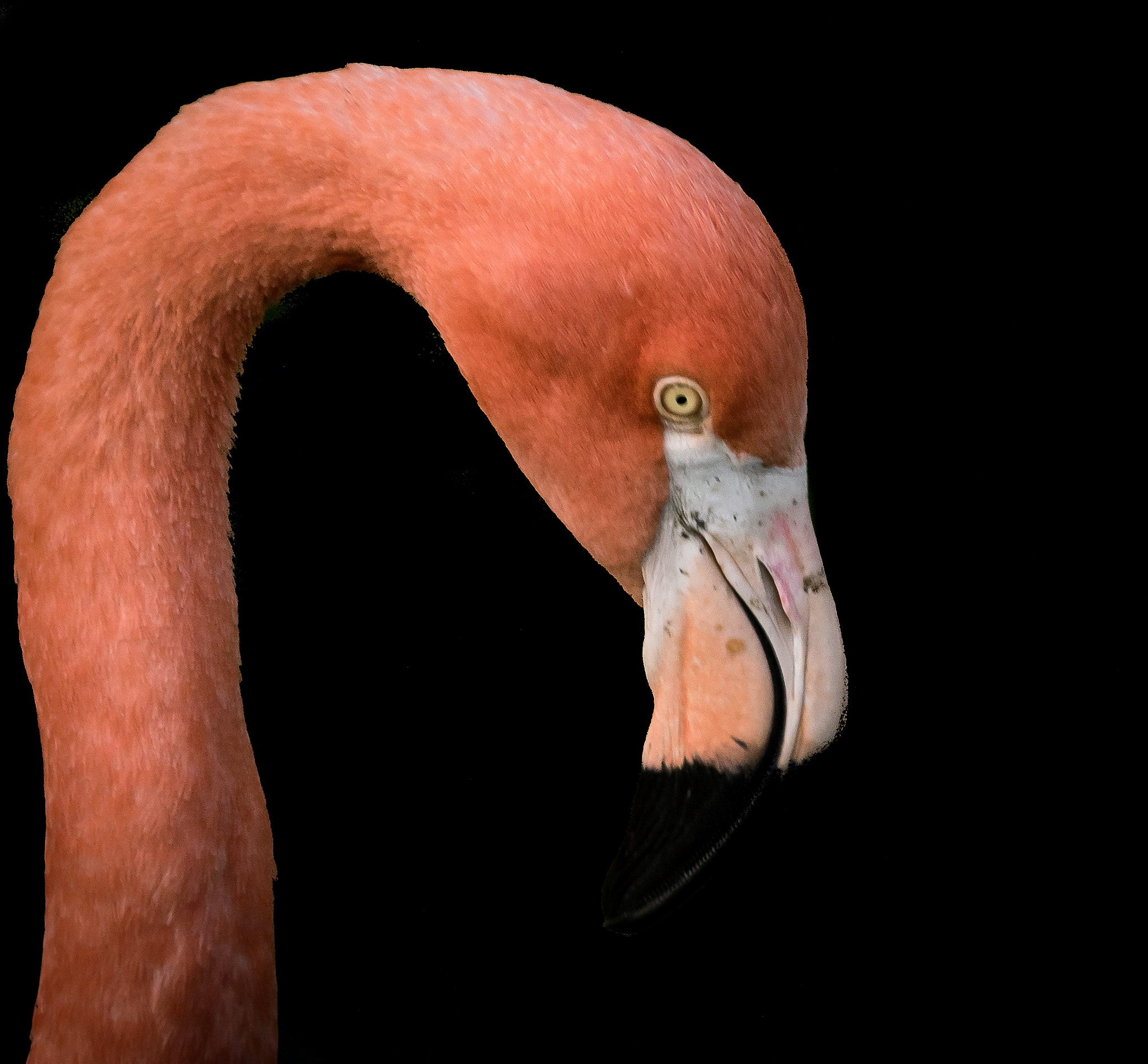 Sony ILCA-77M2 sample photo. Flamingo photography
