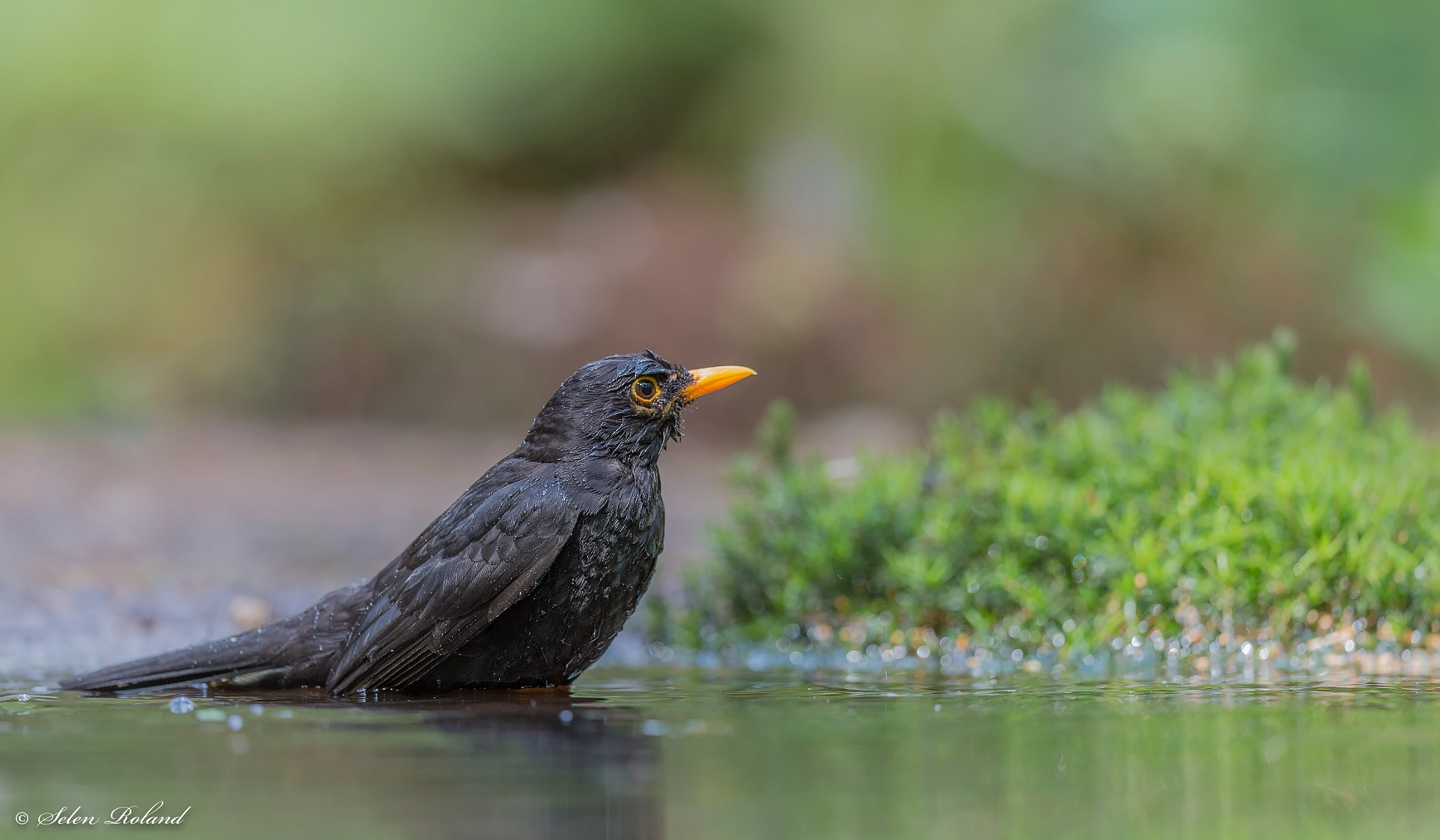 Nikon D4 + Nikon AF-S Nikkor 500mm F4G ED VR sample photo. Merel - blackbird photography
