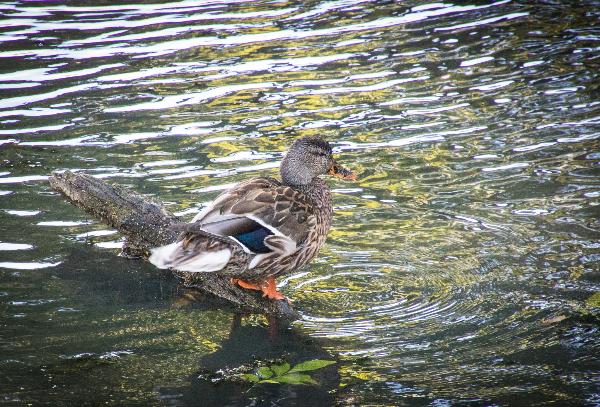 Canon EOS 760D (EOS Rebel T6s / EOS 8000D) + Tamron 16-300mm F3.5-6.3 Di II VC PZD Macro sample photo. One duck on a log photography