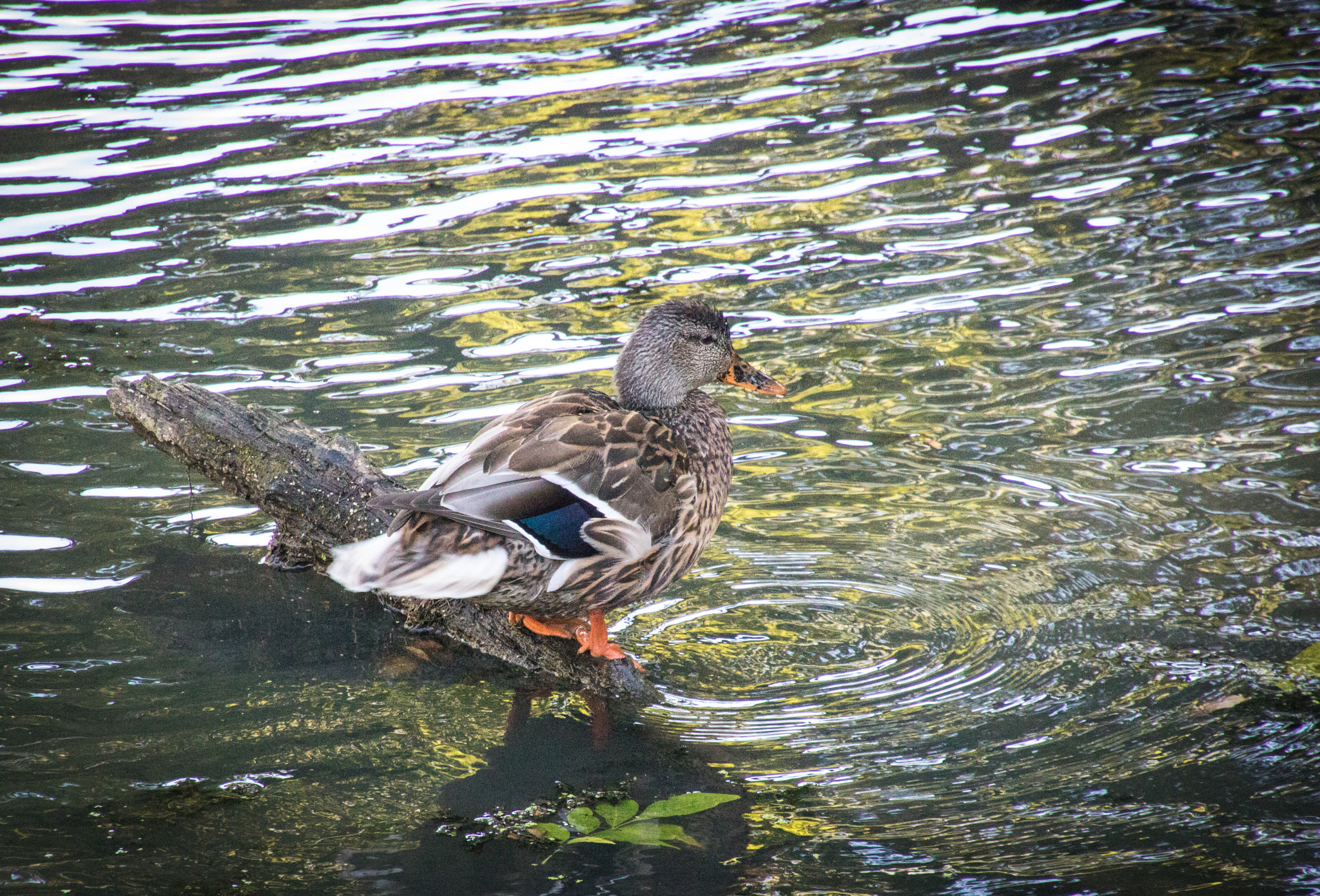Canon EOS 760D (EOS Rebel T6s / EOS 8000D) sample photo. One duck on a log photography